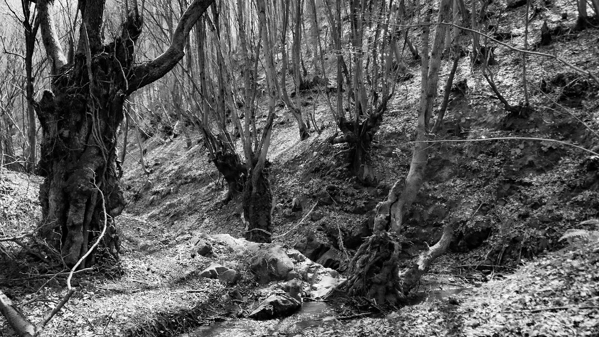 Zerzevat stream valley: old trees