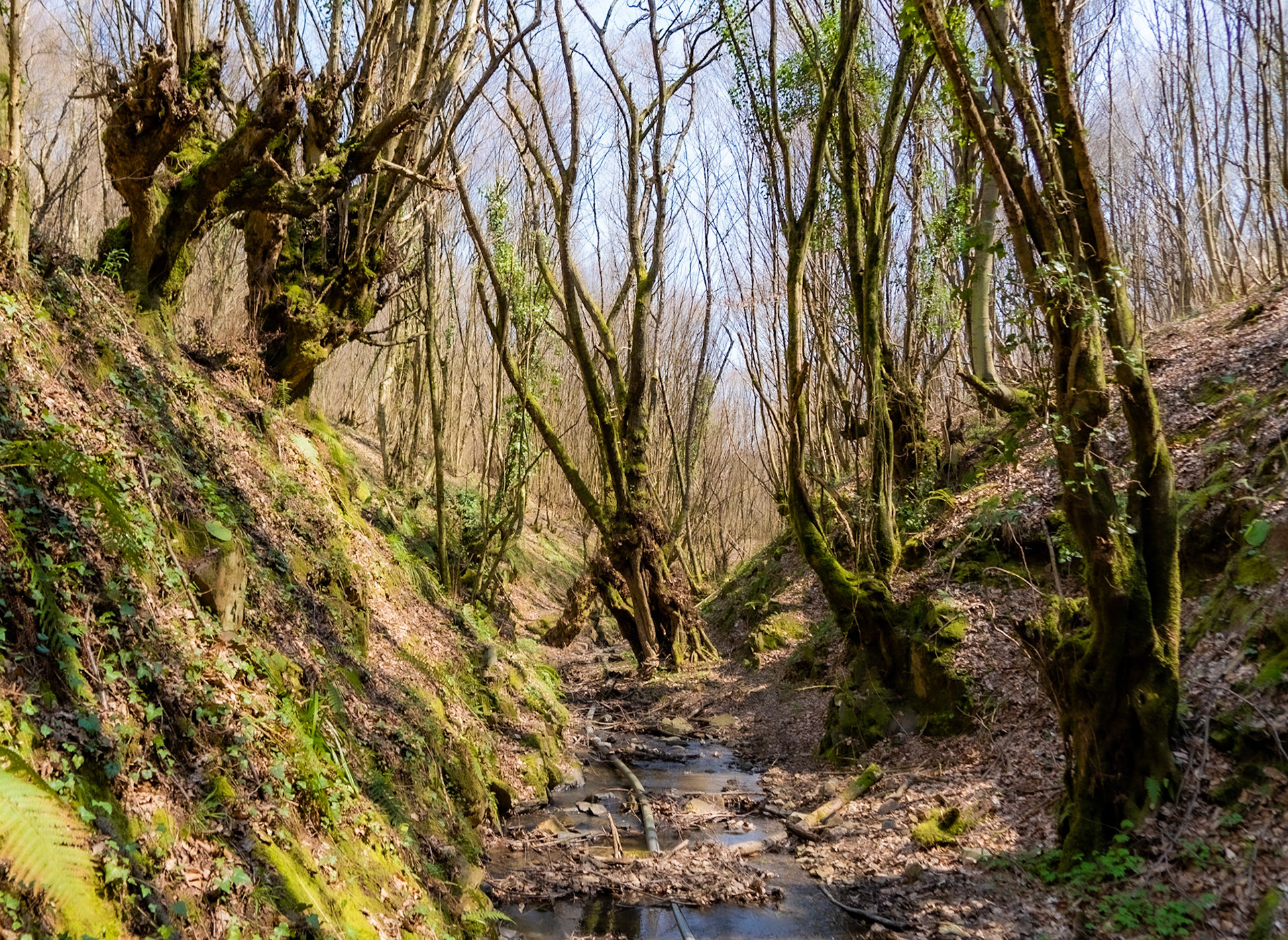 Zerzevat stream valley: triangular bone trees