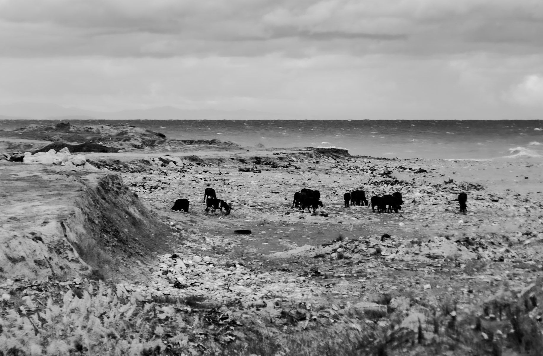 Yeniköy active mining area: mine cows