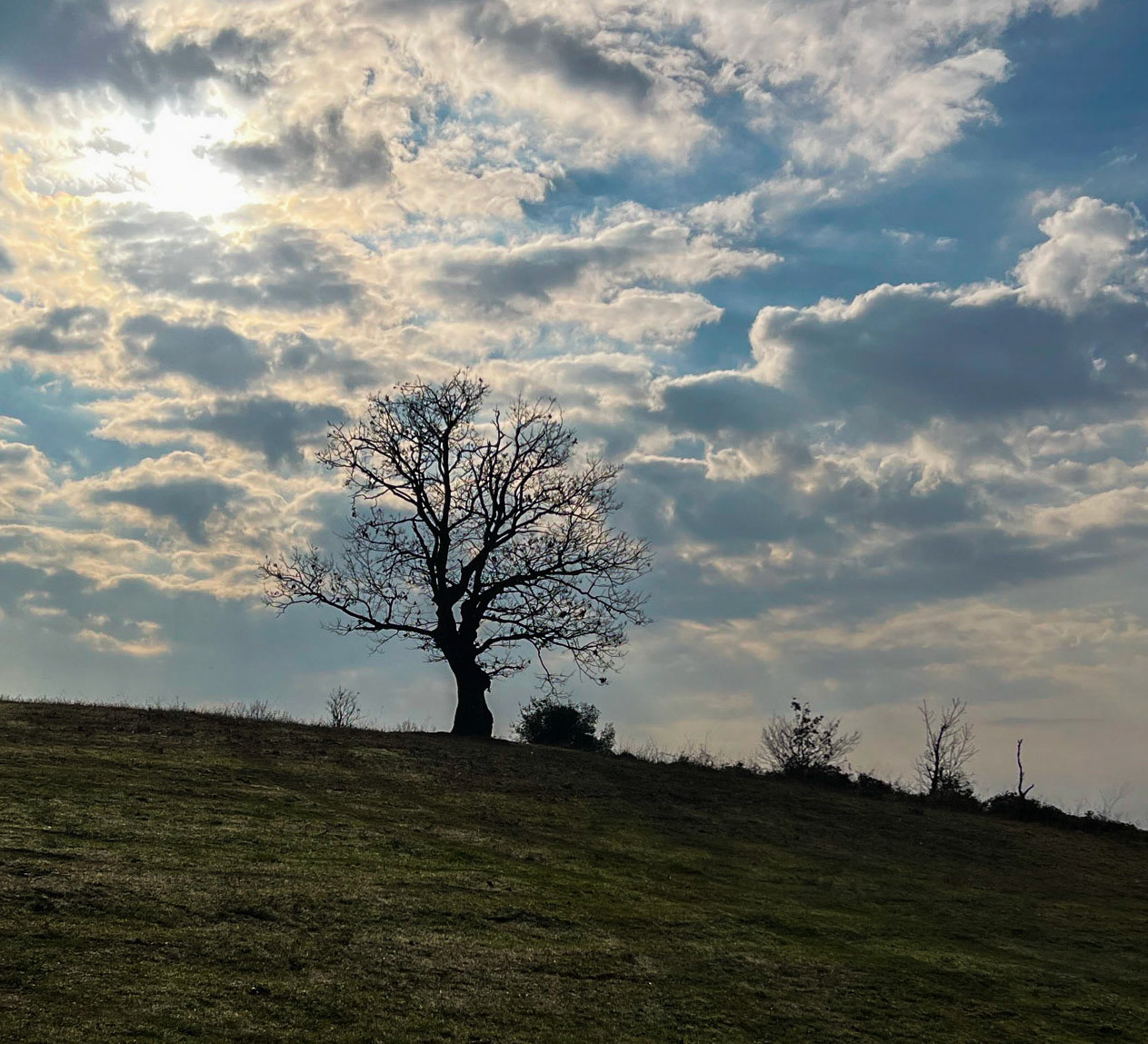 Bozhane S hill: oak (I think)