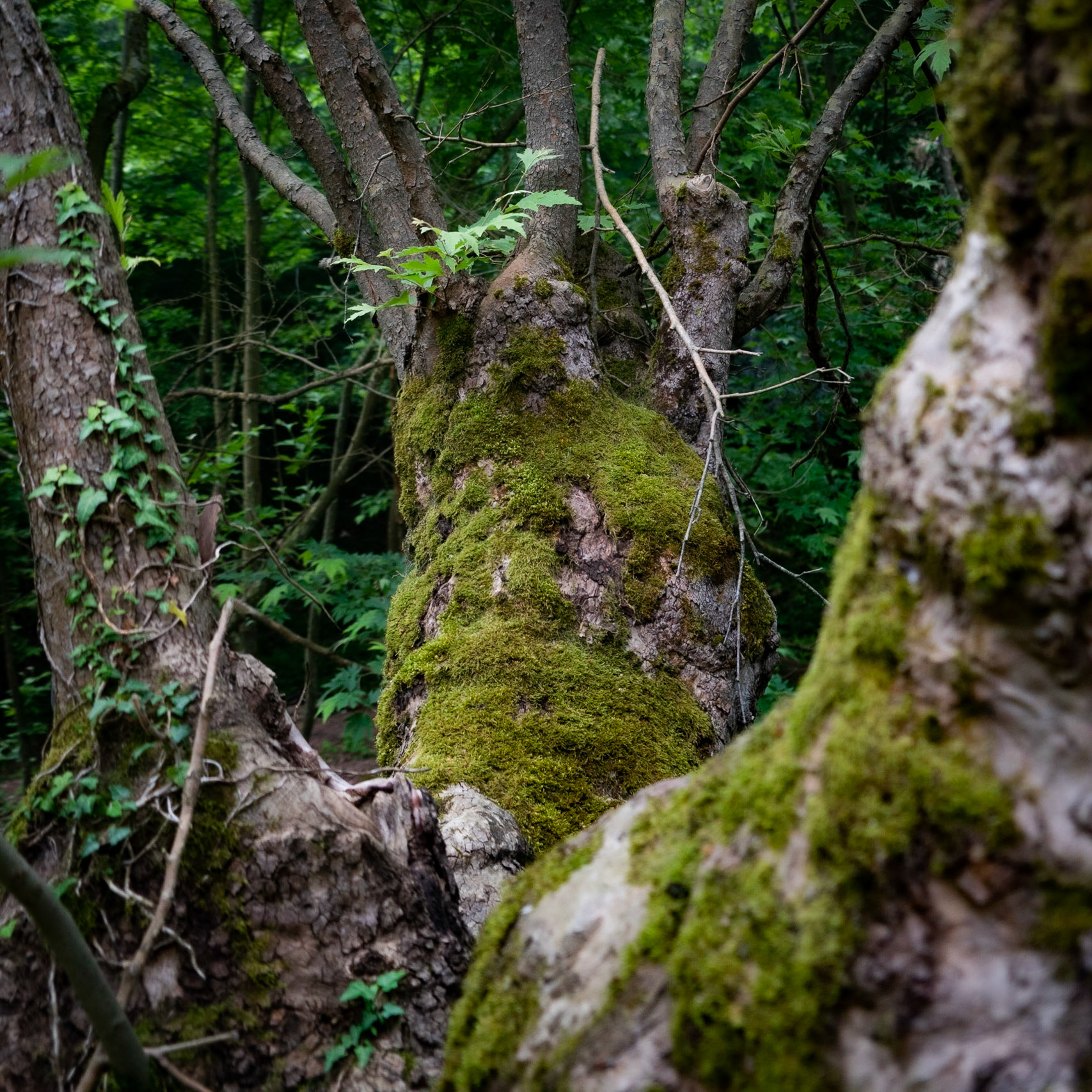Sığırlık stream: old split tree