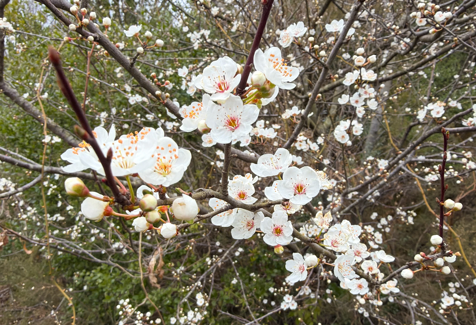 Acaristan wall nature walk: white blossom