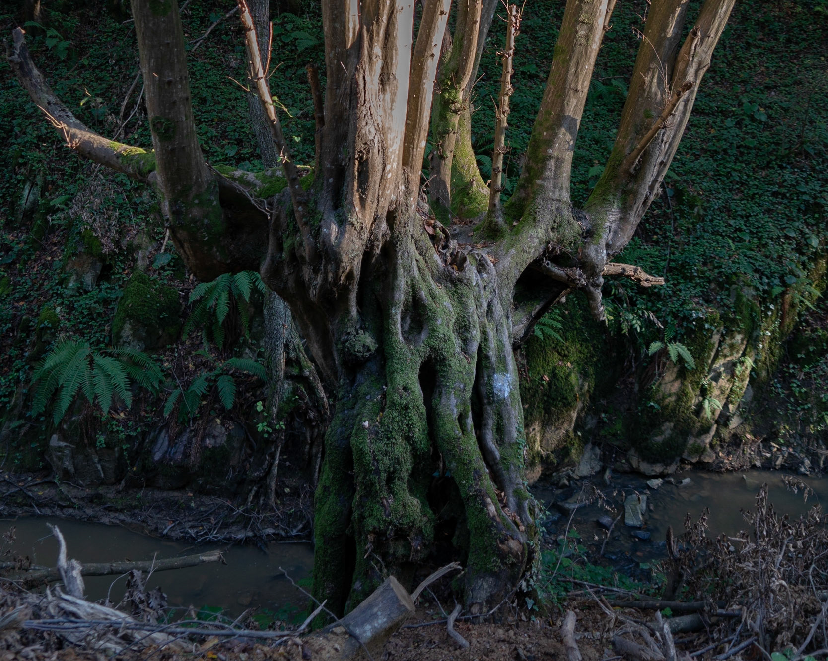 between Polonezköy &amp; Mahmut Şevket Paşa: coppiced tree base