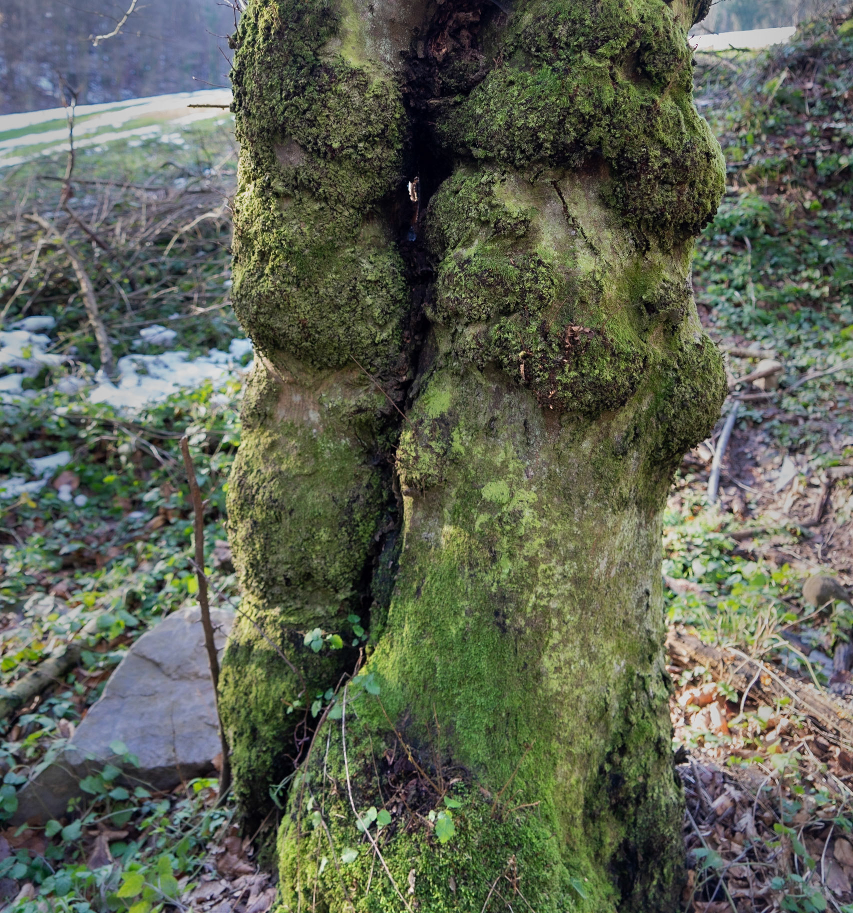 between Cumhuriyet and Polonezköy: old green double trunk