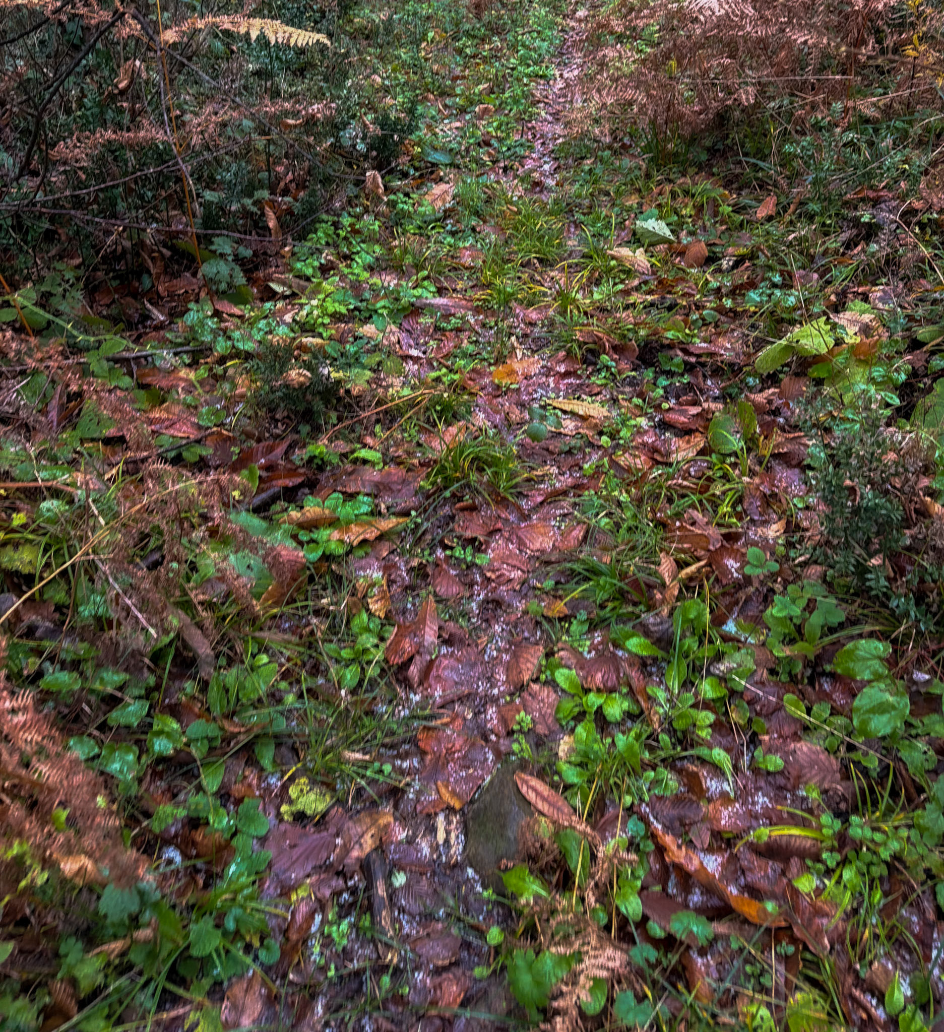 Ayhan Şahenk fores: leafy path