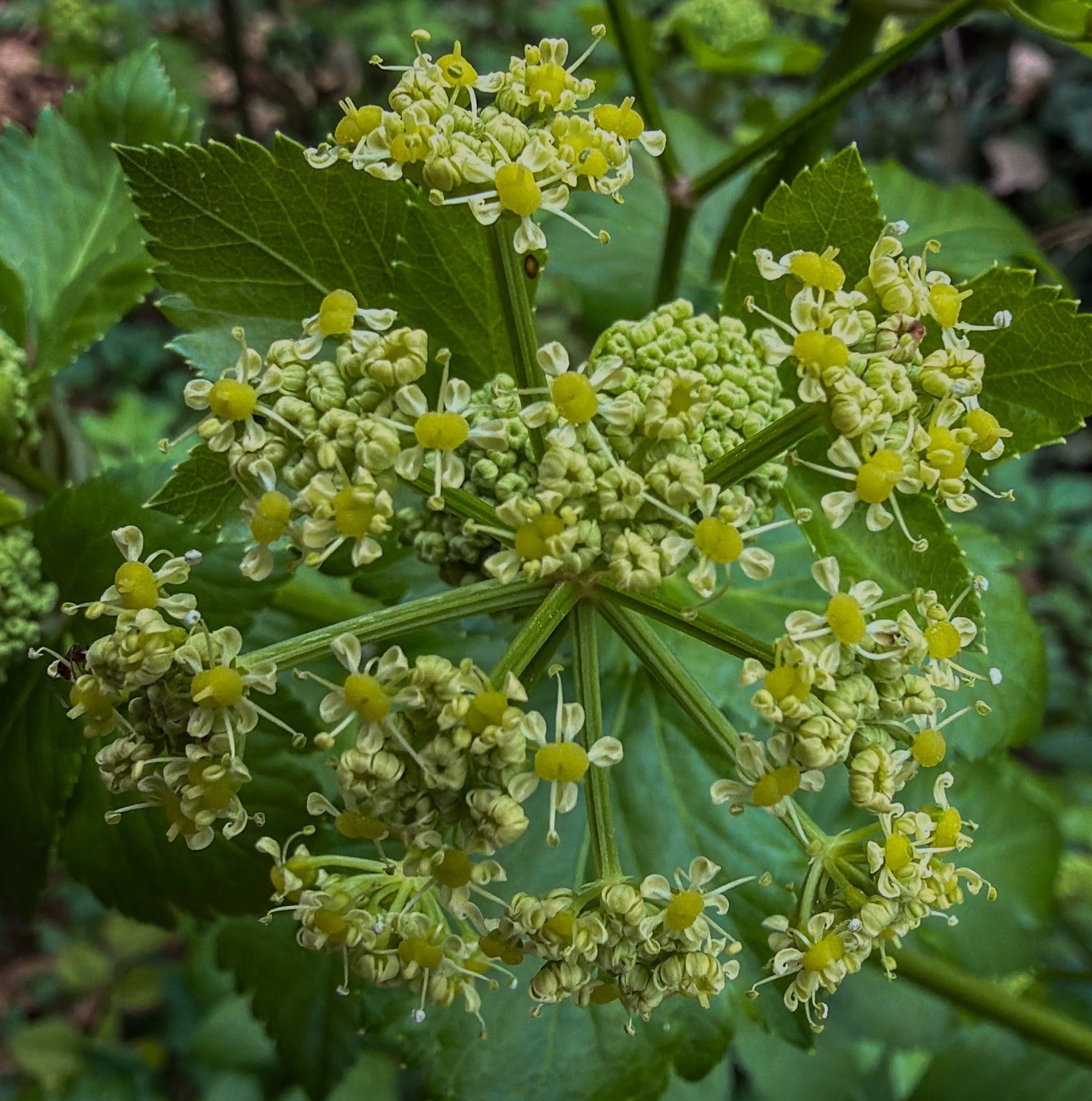 Kaymakdonduran threatened wood: yellow-green floret