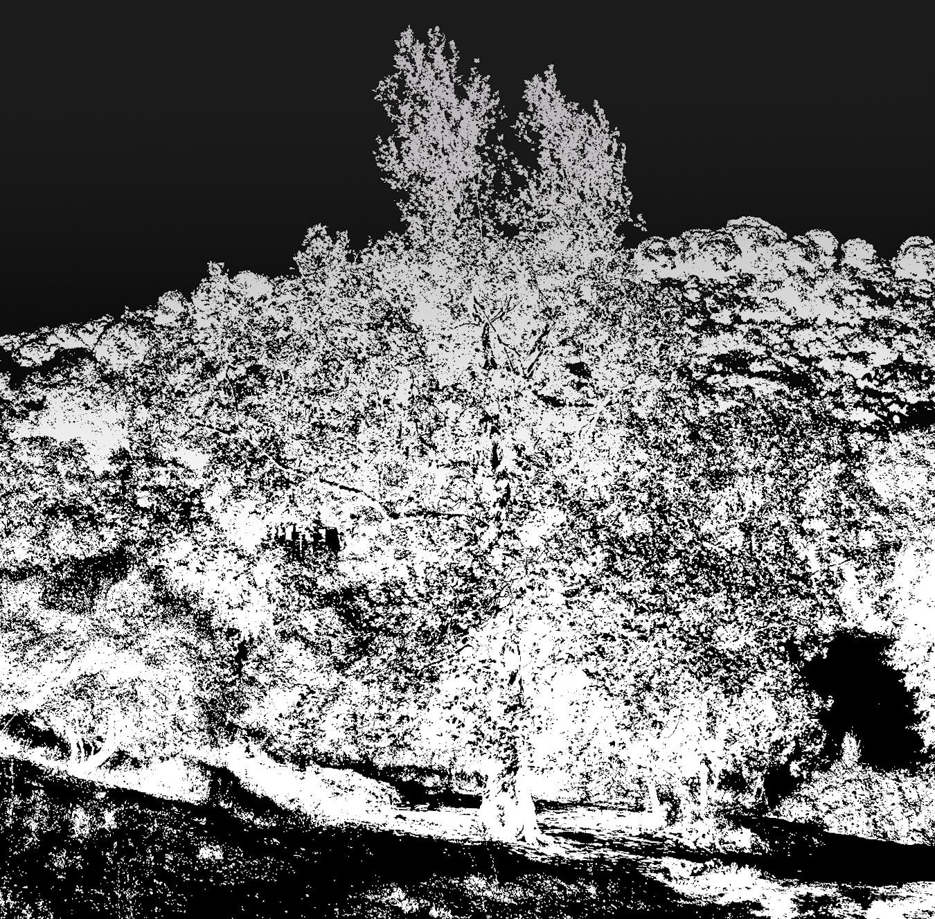 Cebeci cave: nearby tree
