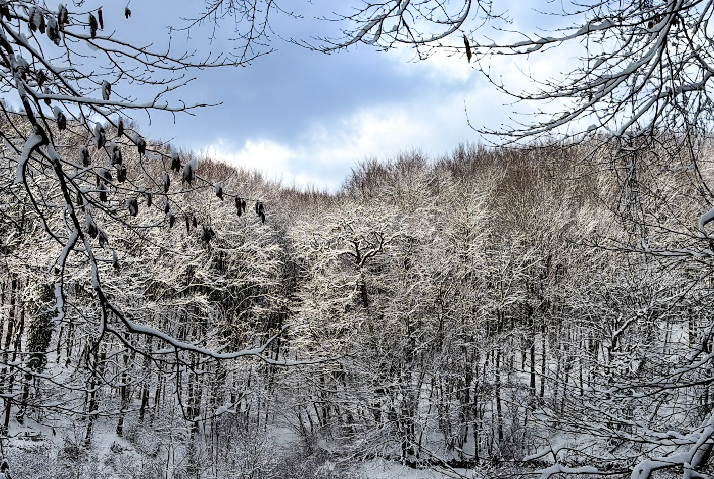 the İkinci Mahmut Şevket Paşa valley: snow covered trees