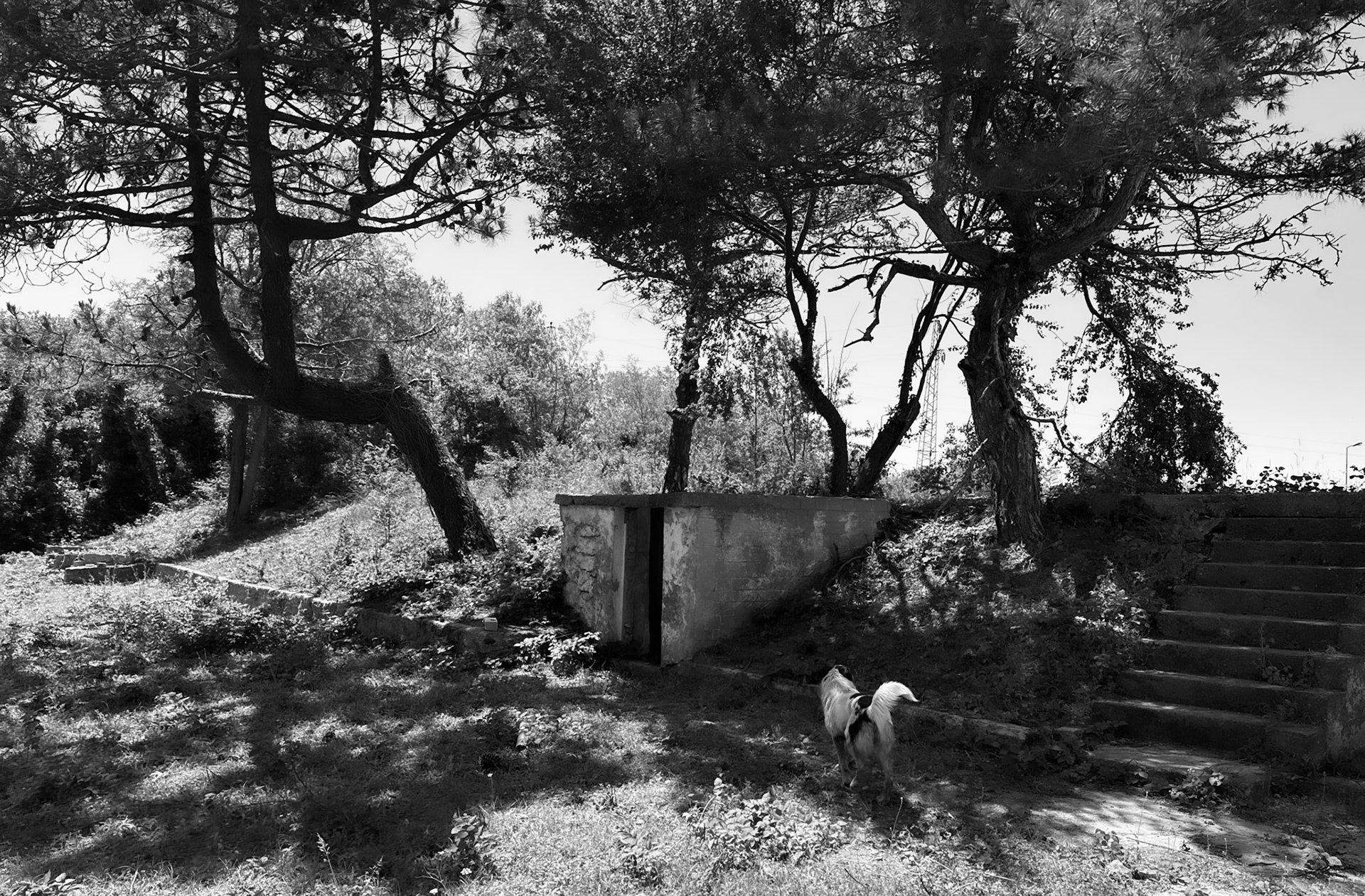 Kılıçlı former army base: one of our daydogs and trees