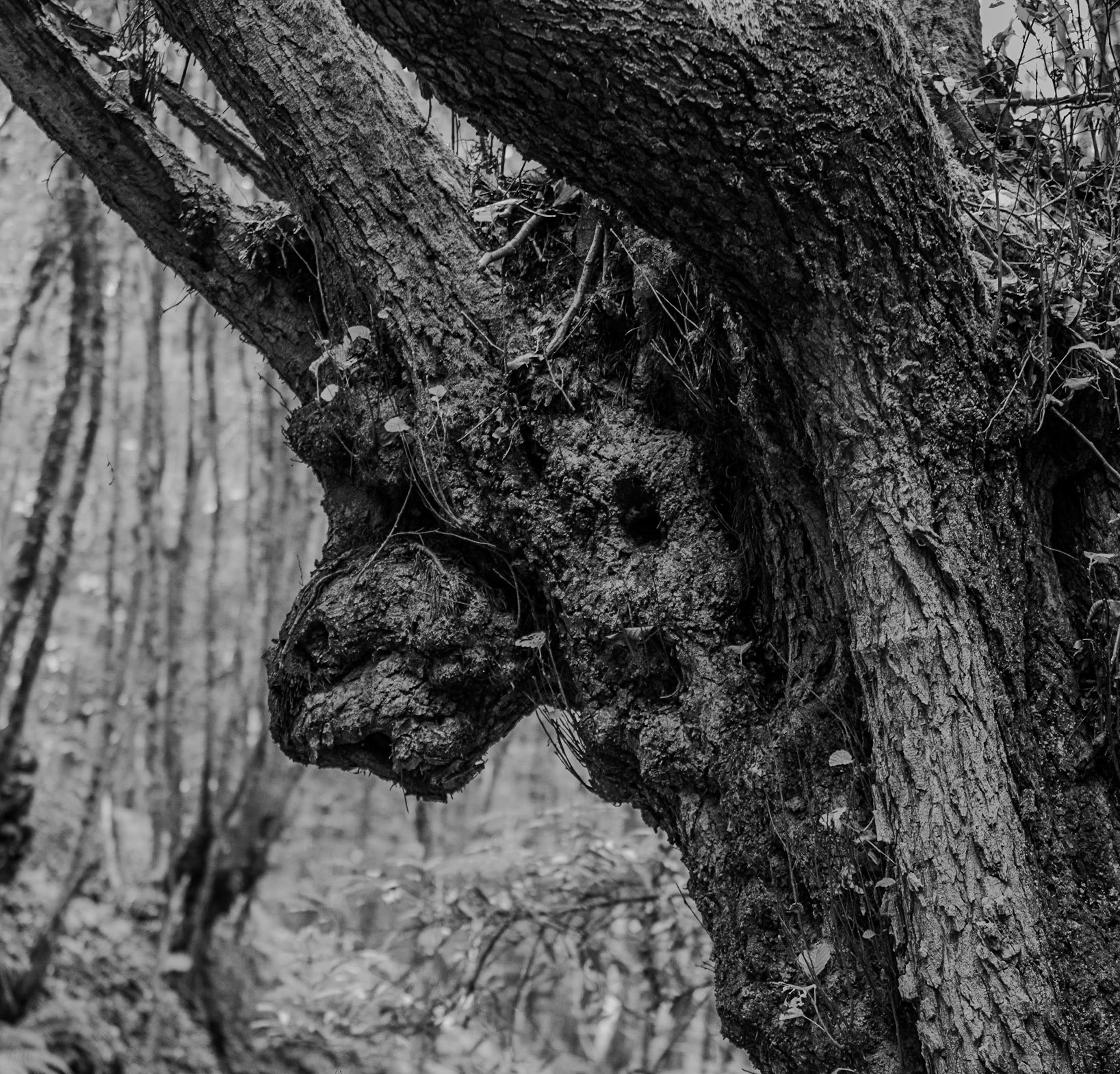 Zerzevat east streamwalk: muzzle tree