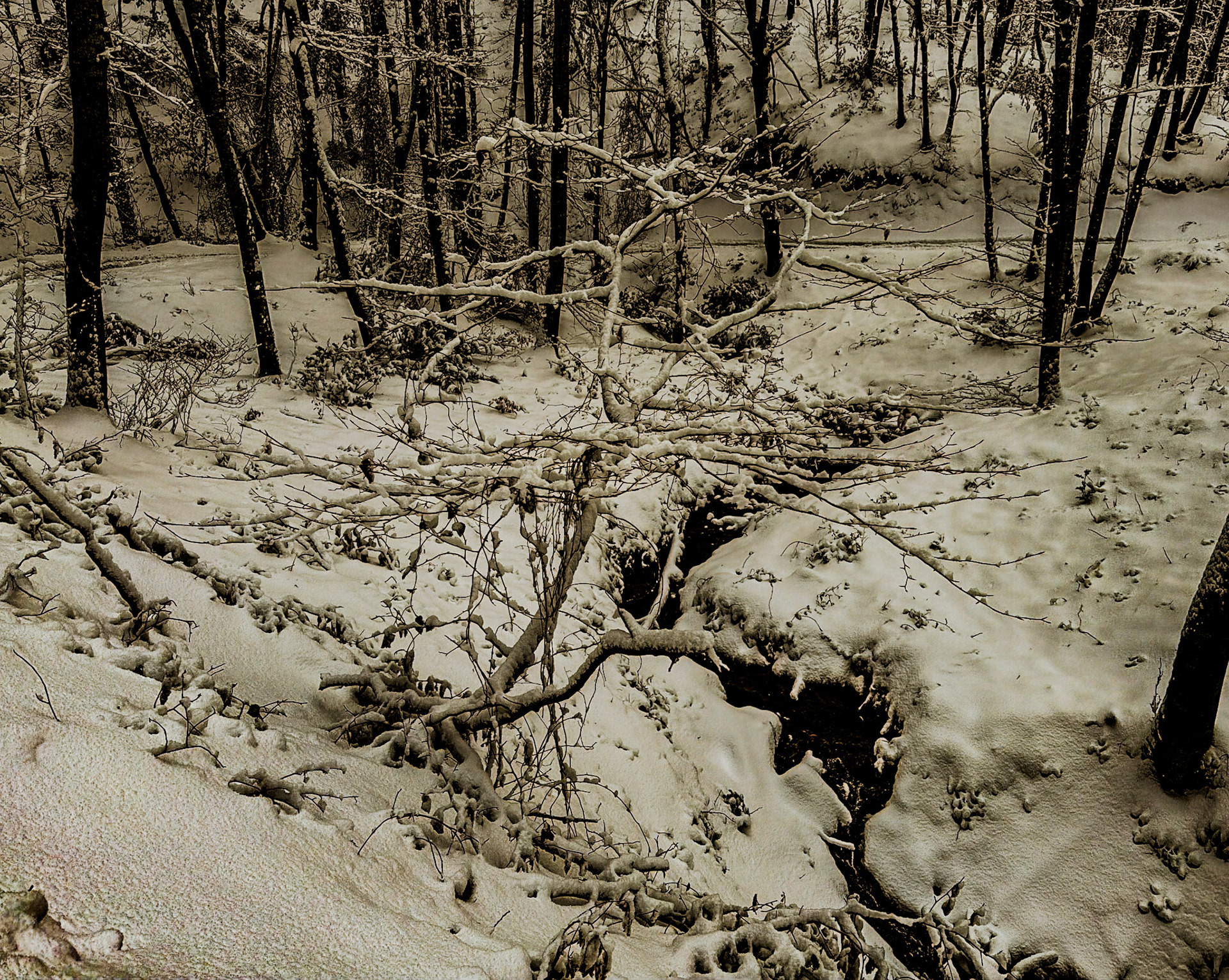 NE Belgrade Forest: snow covered ground
