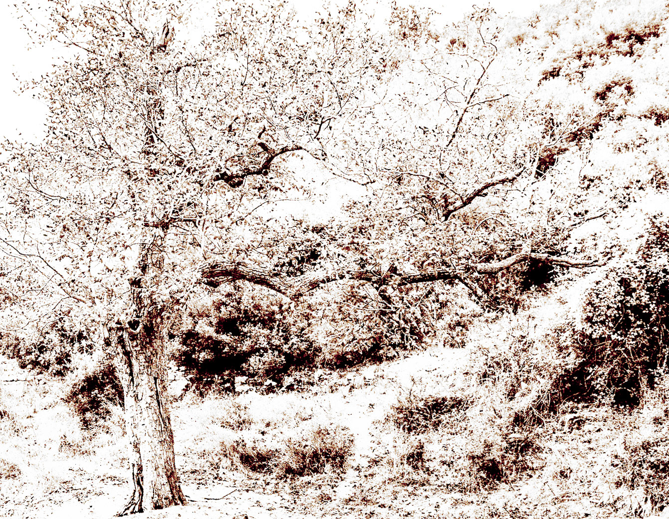 Cebeci cave: nearby tree
