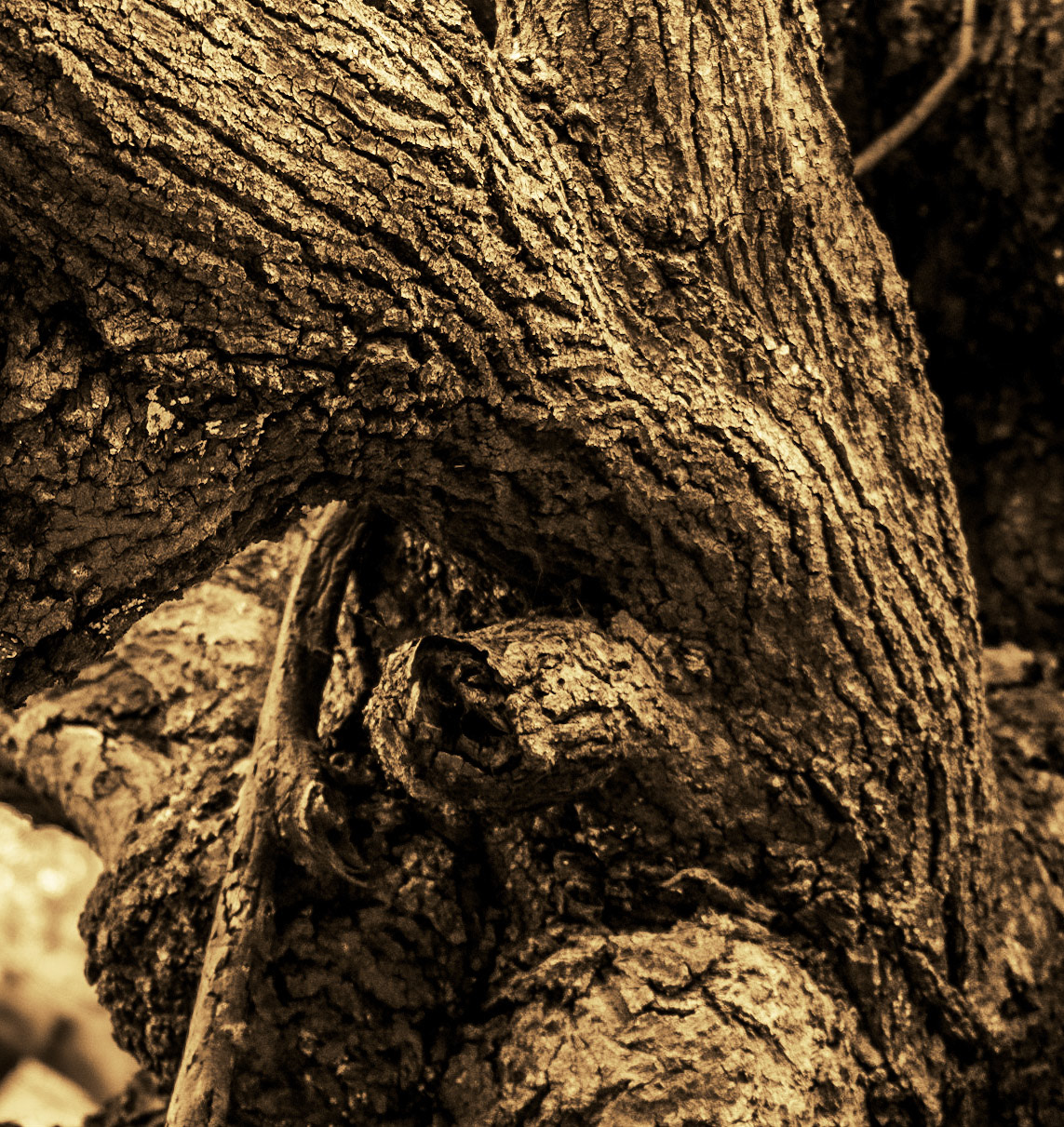 Alibahadır western forest stream valley: ancient tree