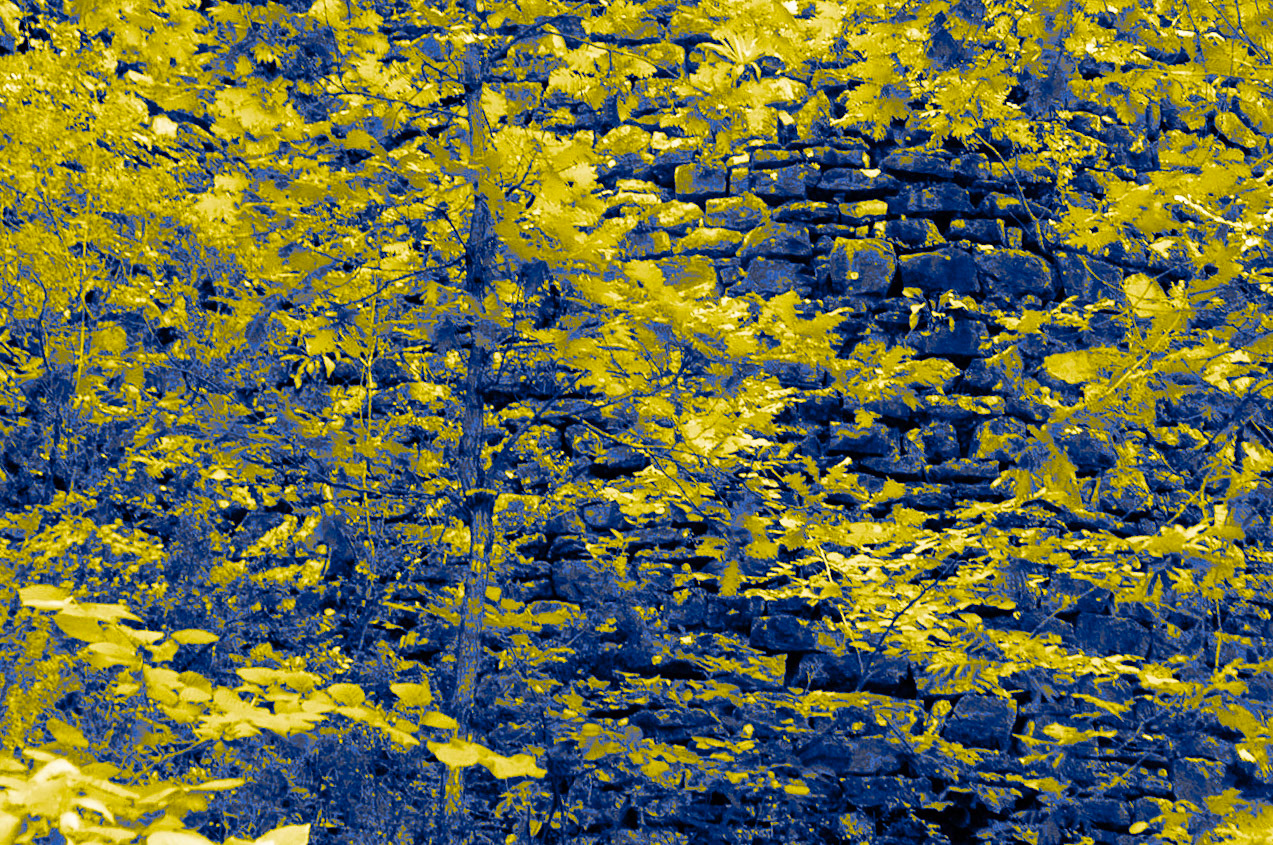 Sarıkavak castle: wall and leaves