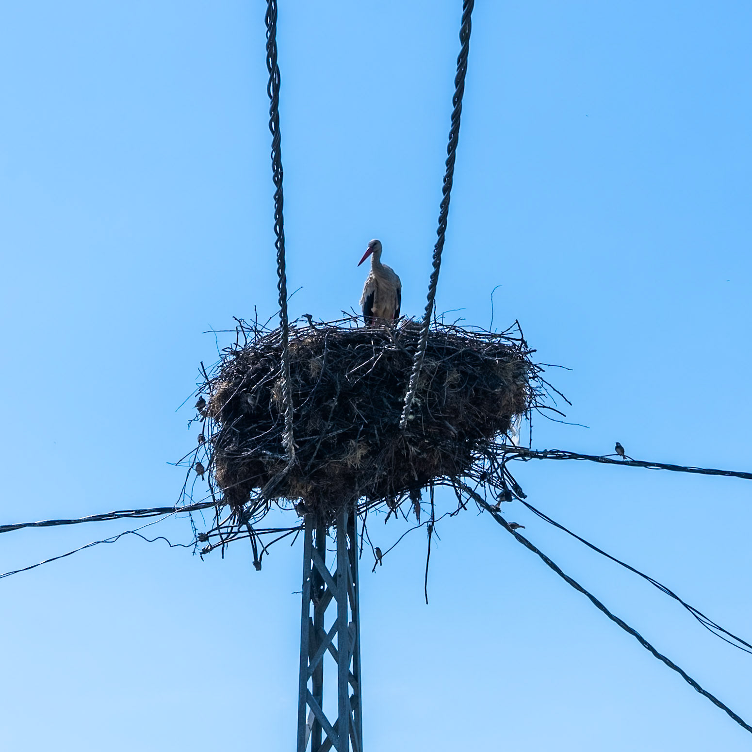 Sazlıbosna: stork and sparrows