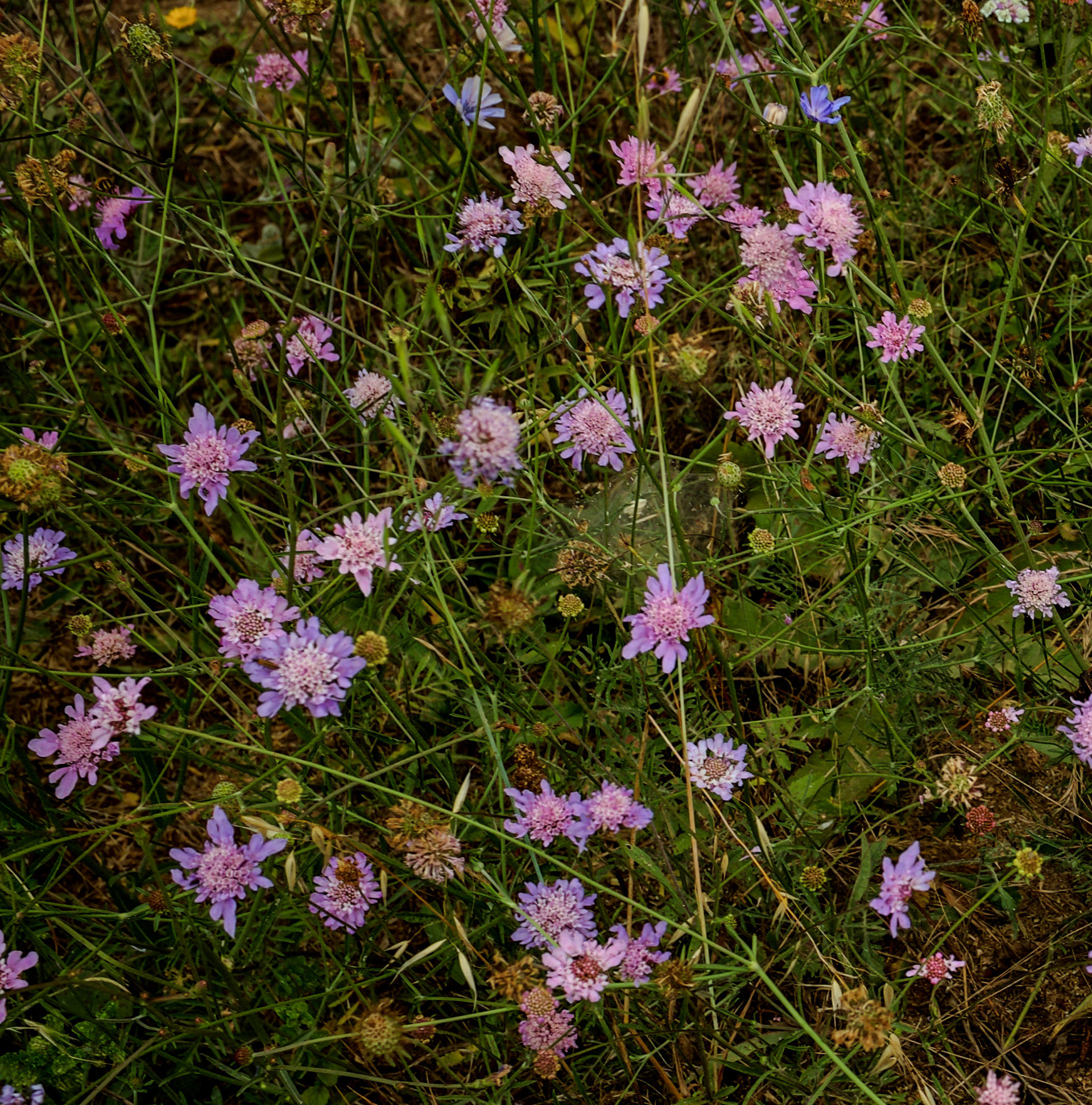 Şamlar Ottoman reservoir: pink flowers beside the track above the reservoir on the southern side