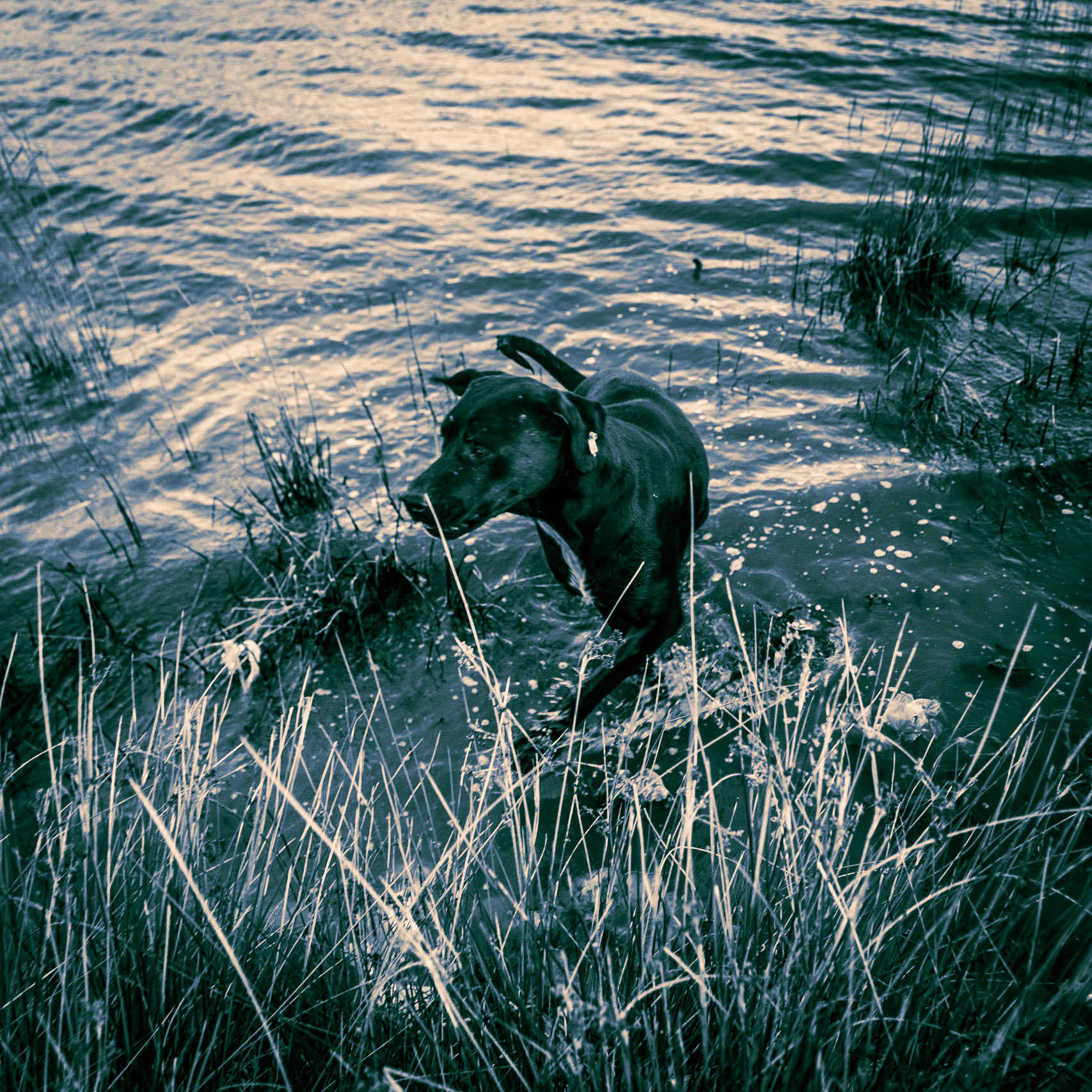 Küçükçekmece northwestern marsh: one of the late-joining day dogs takes a dip in the polluted waters of the lagoon