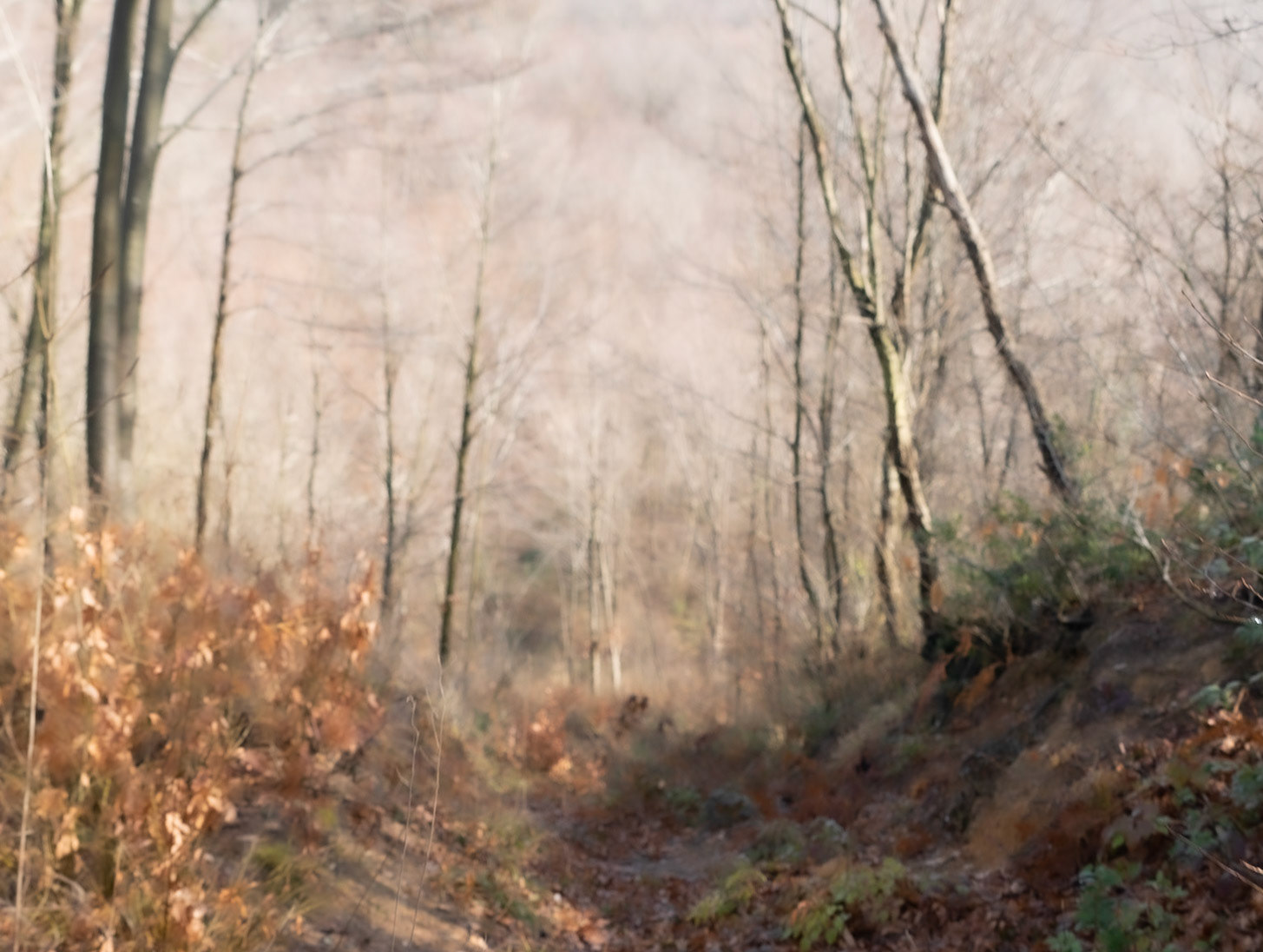 heading east from Kılıçlı: a mystery of forest