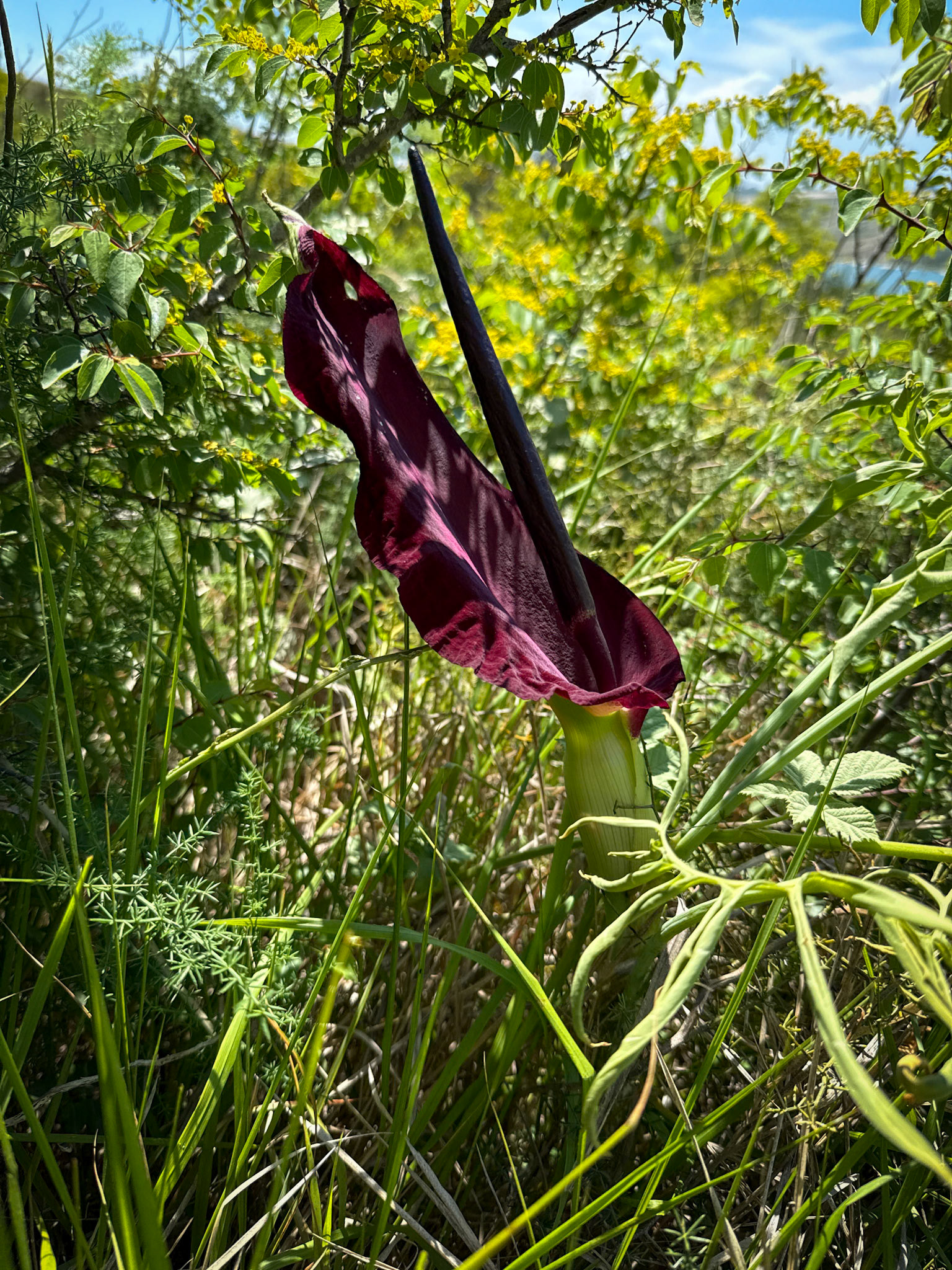 Kocabayır hill: a wonderful dragon lily
