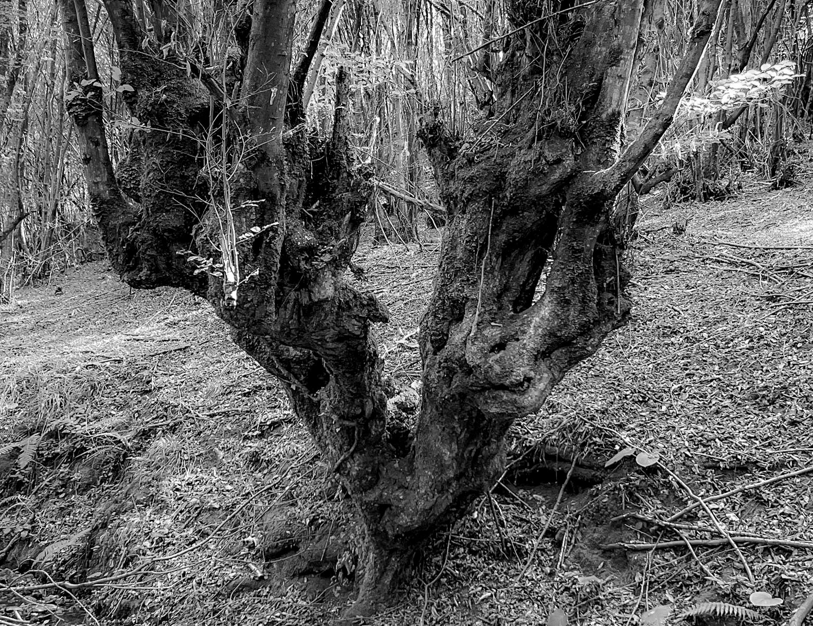 Mahmut Şevket Paşa southern forest and hills: old tree