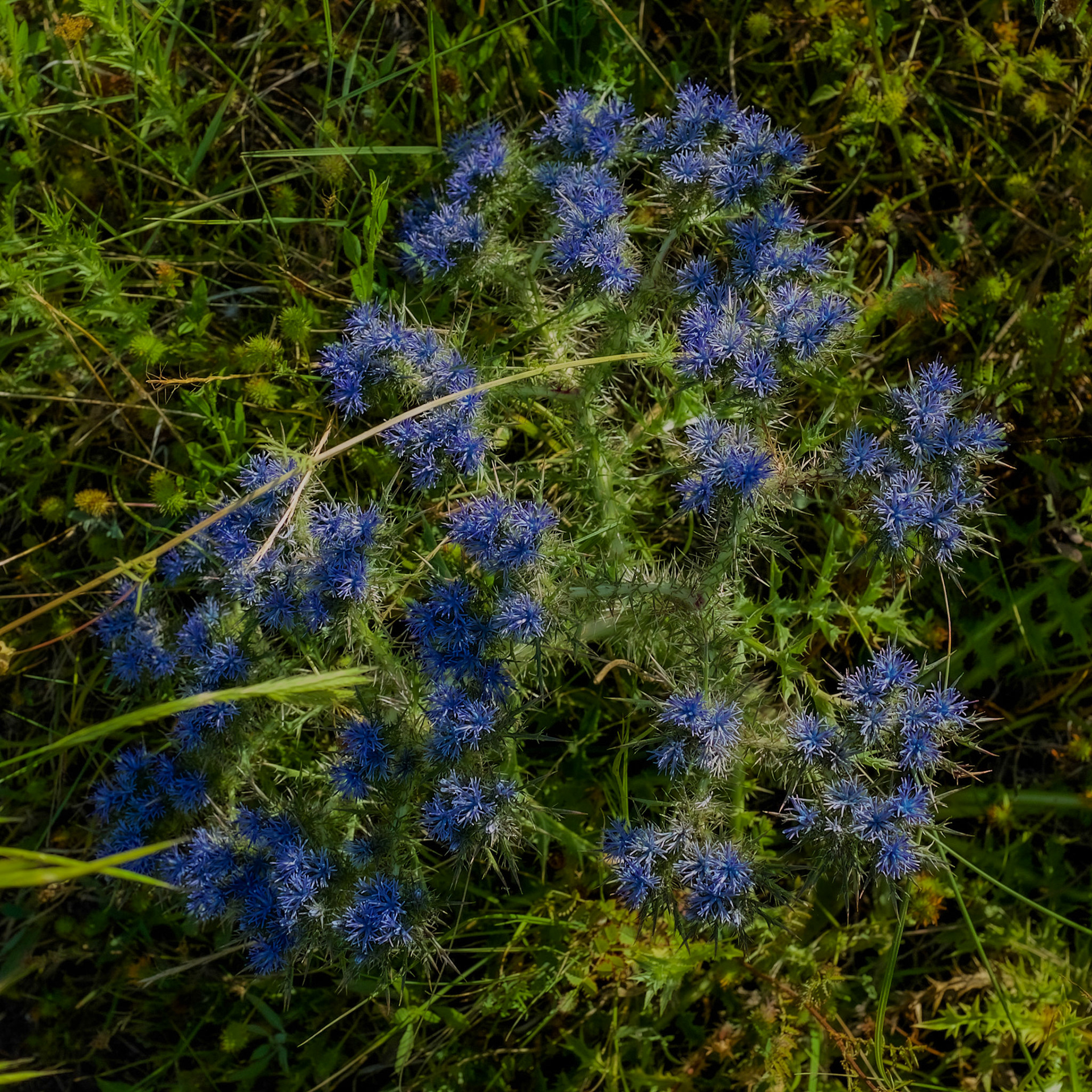inside Istanbul University's agricultural faculty land: blue corymbose distaff thistle