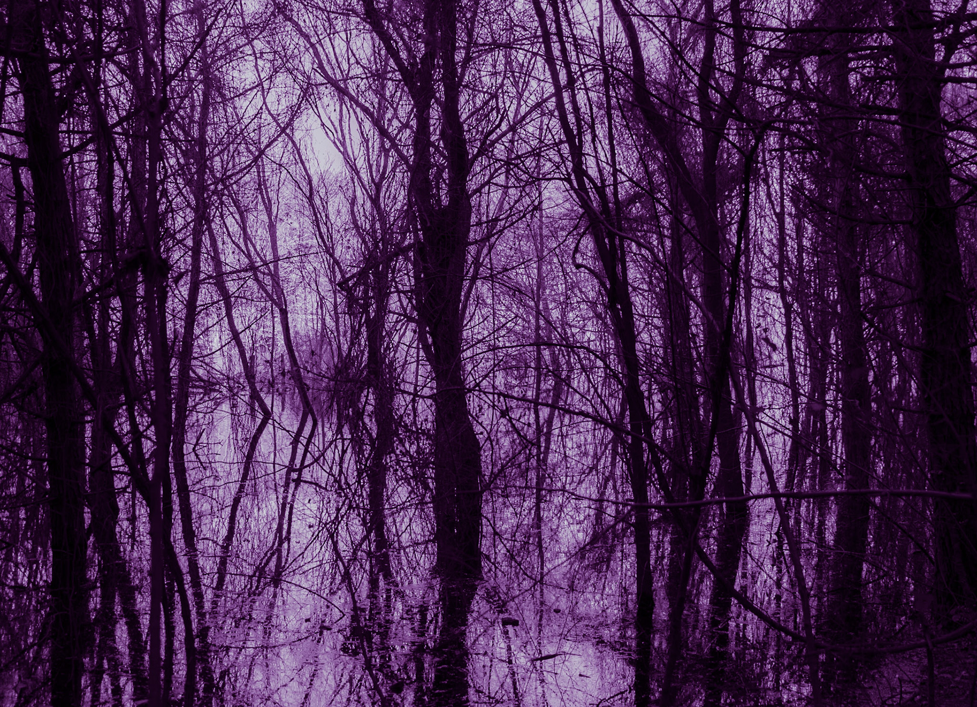 İmrahor swamp: arboreal reflections