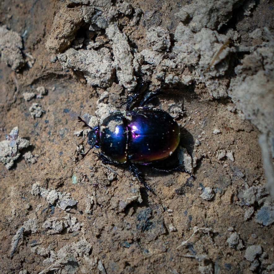 Ezili forest: indigo beetle