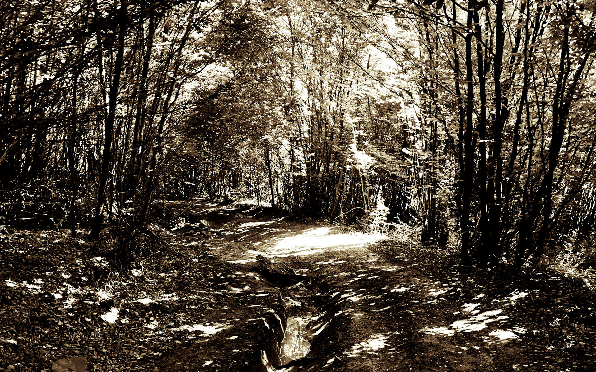 between Kılıçlı and the Black Sea: track