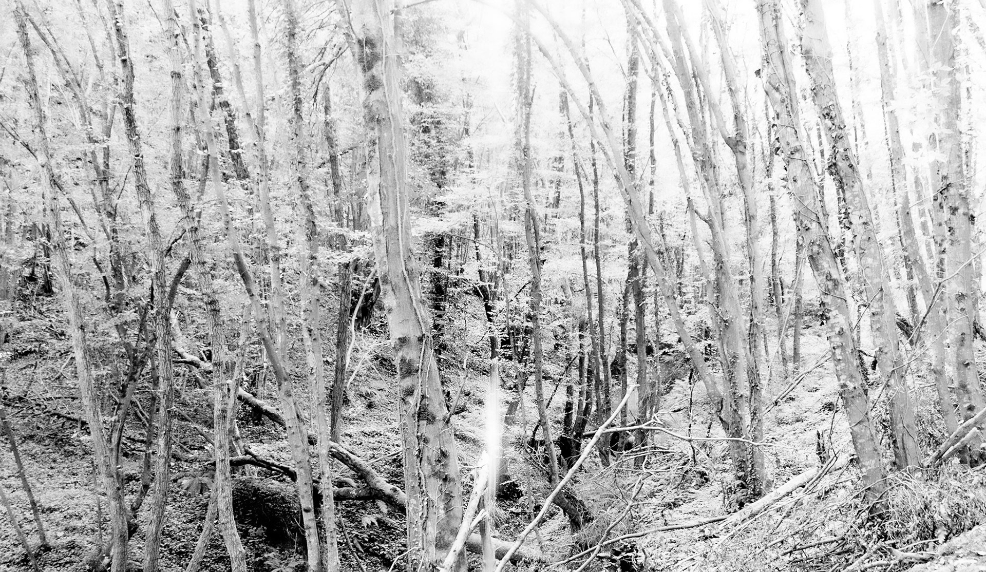 between Polonezköy &amp; Mahmut Şevket Paşa - woodland