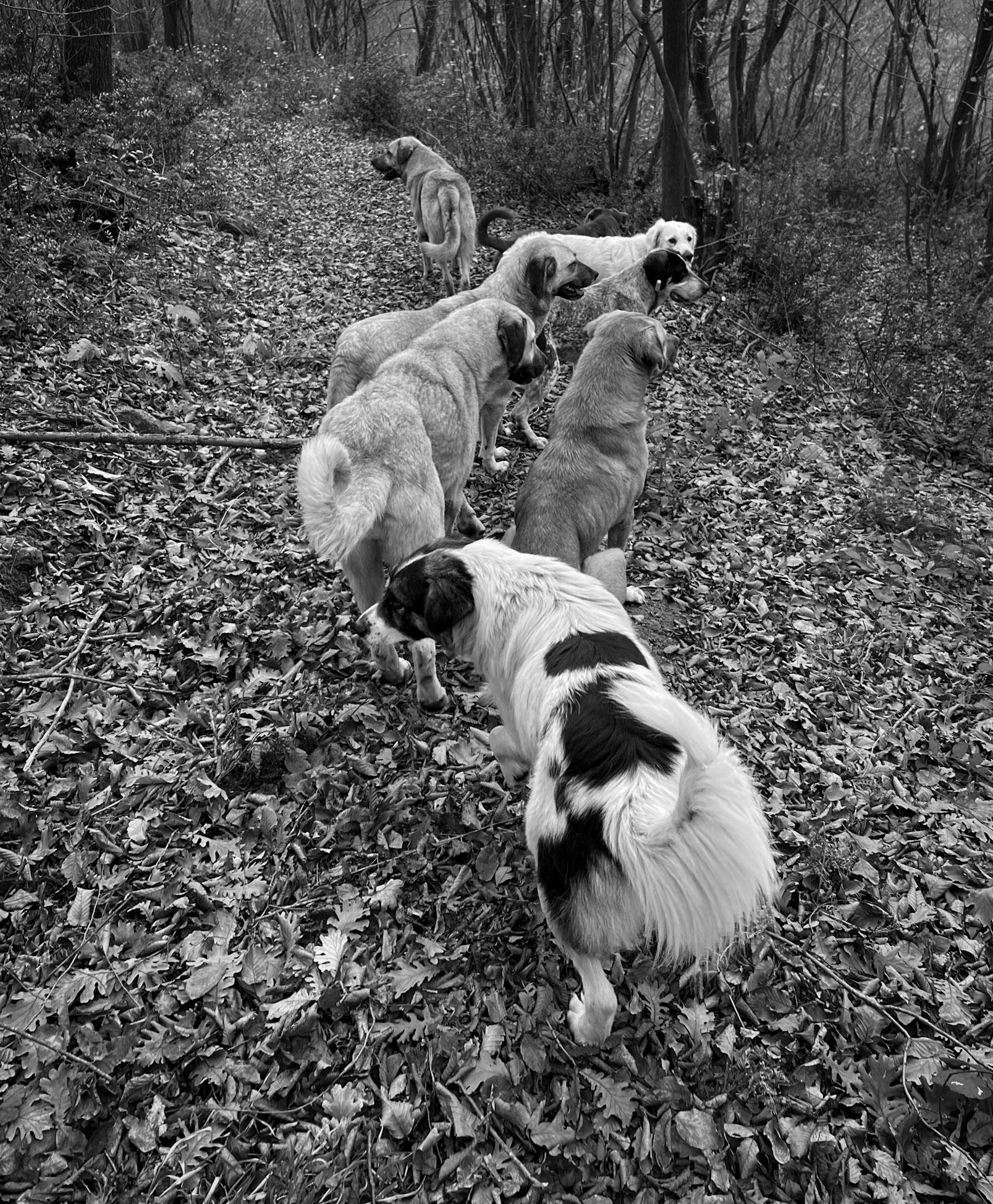 between Kılıçlı and İshaklı: our dogs survived their encounter with the dogs of Kılıçlı