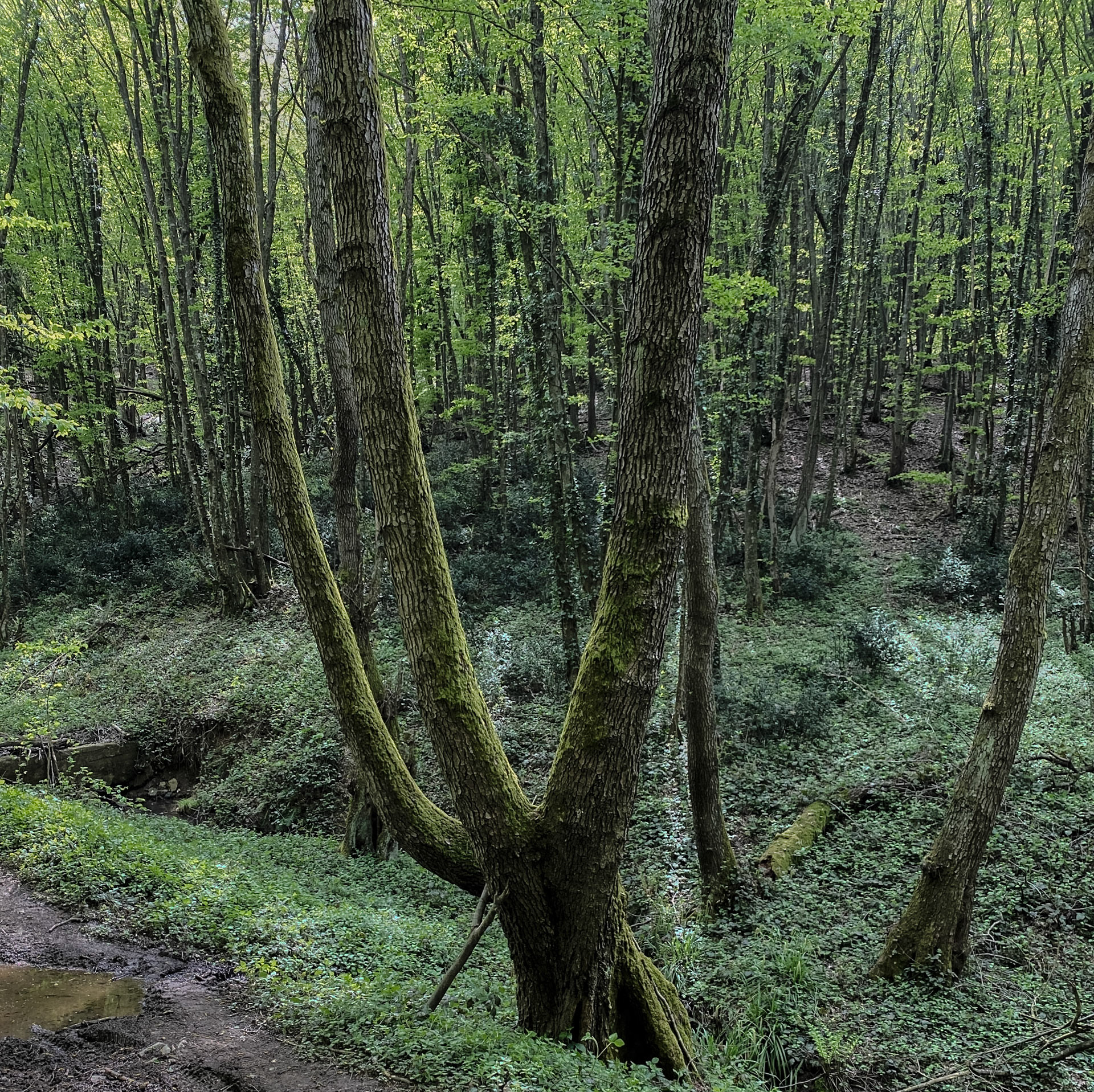 Polonezköy SW forest: treescape