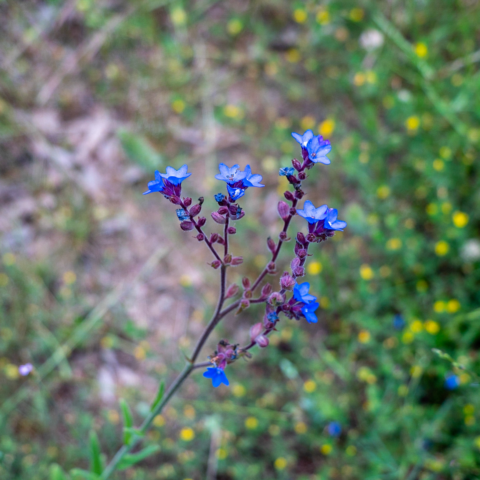 Ezili forest: delicate blue flower spike (what?)