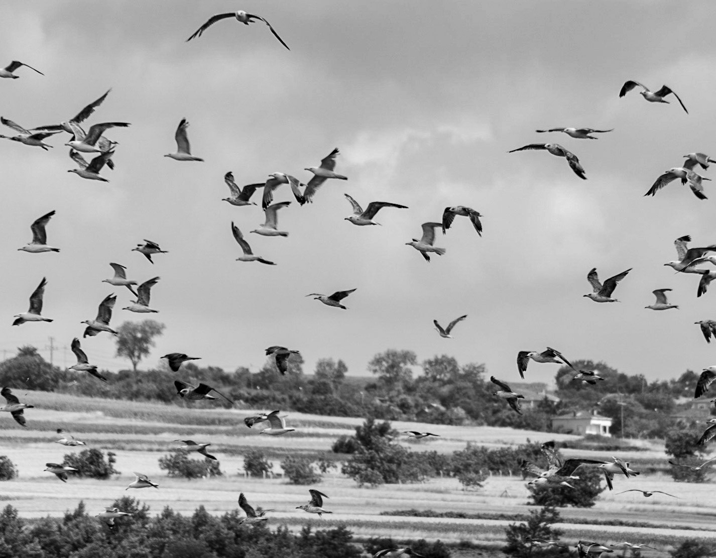Sazlıdere northern reservoir: a flock of gulls takes flight