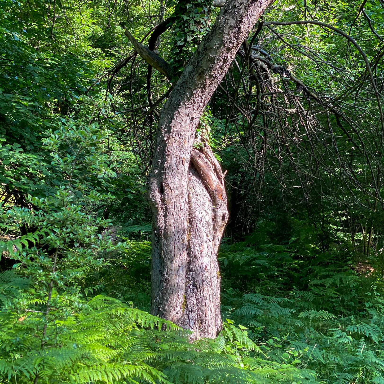Sarıkavak hill: self-entwined tree