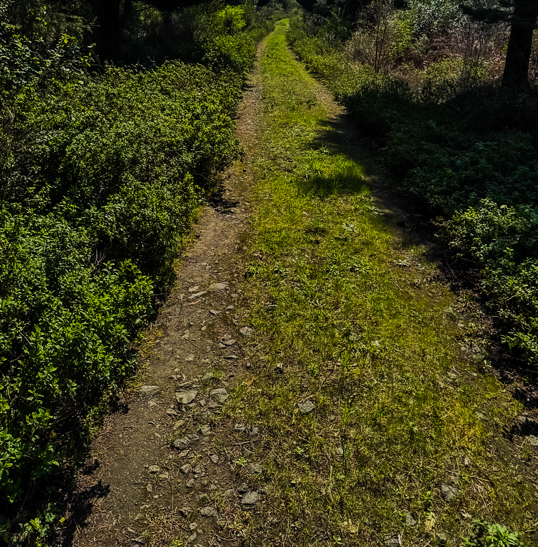 Dereseki northern forest: green track