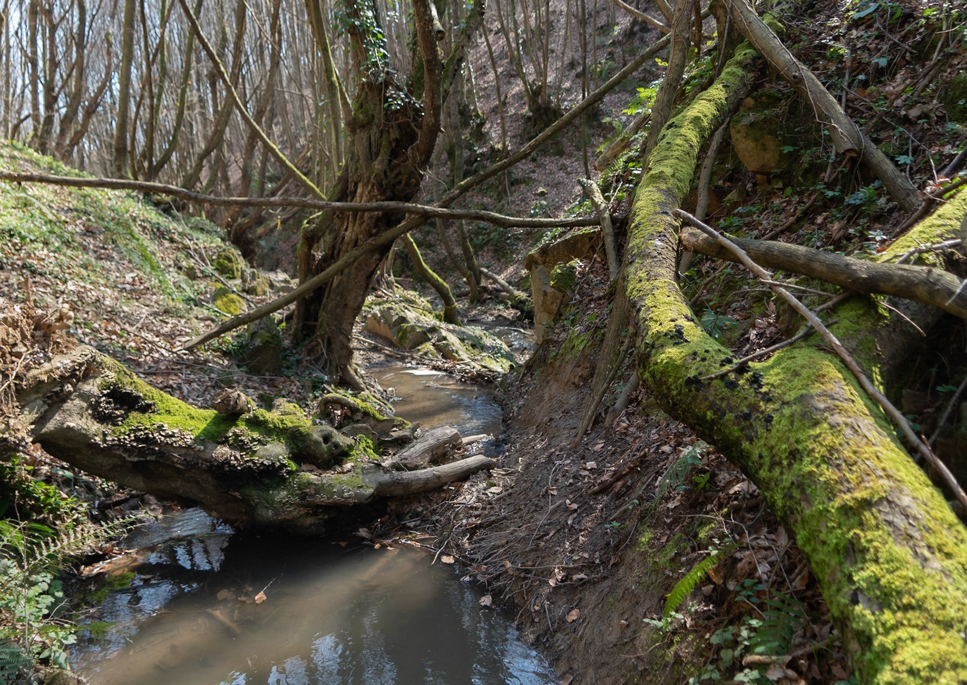 Zerzevat stream valley: fallen trees
