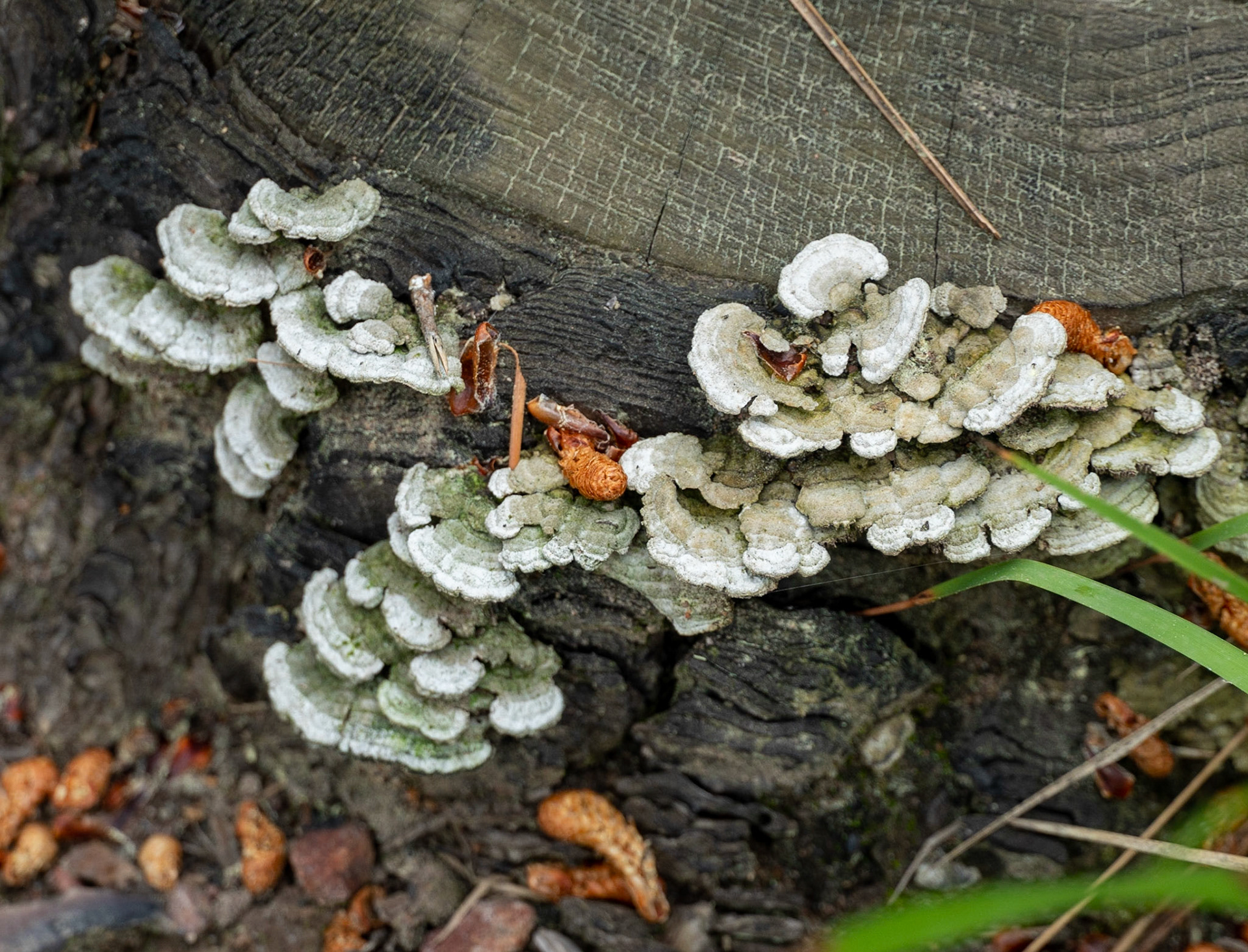 eastern lower Aydos: white wood fungi