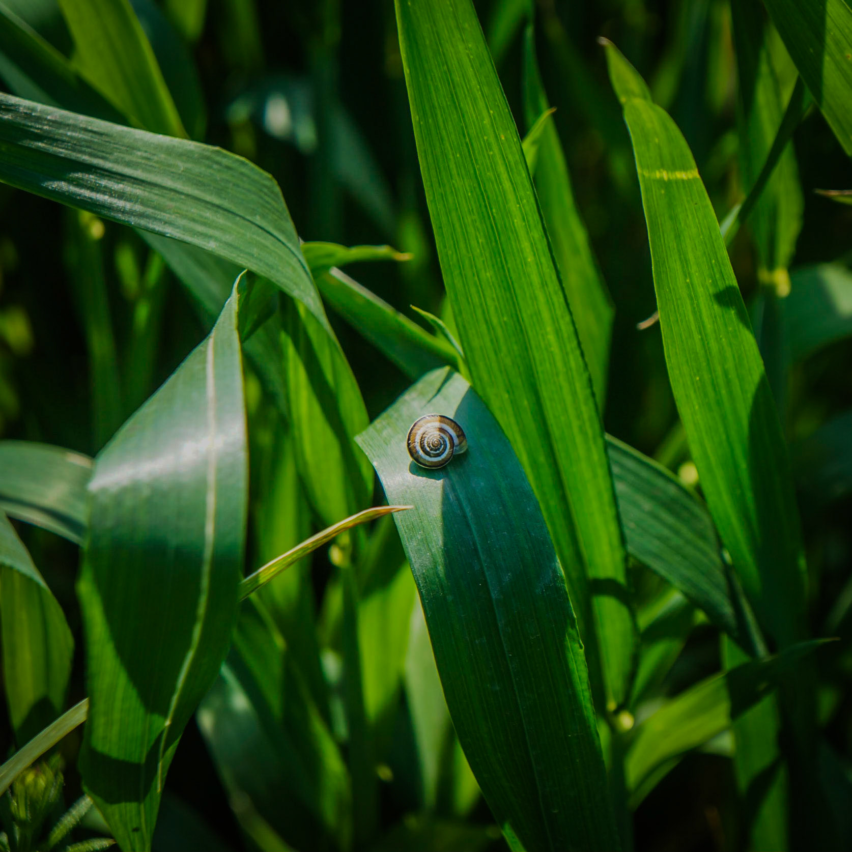 between Istanbul University's veterinary farm and agricultural faculty: lush leaves and a small spiral snail