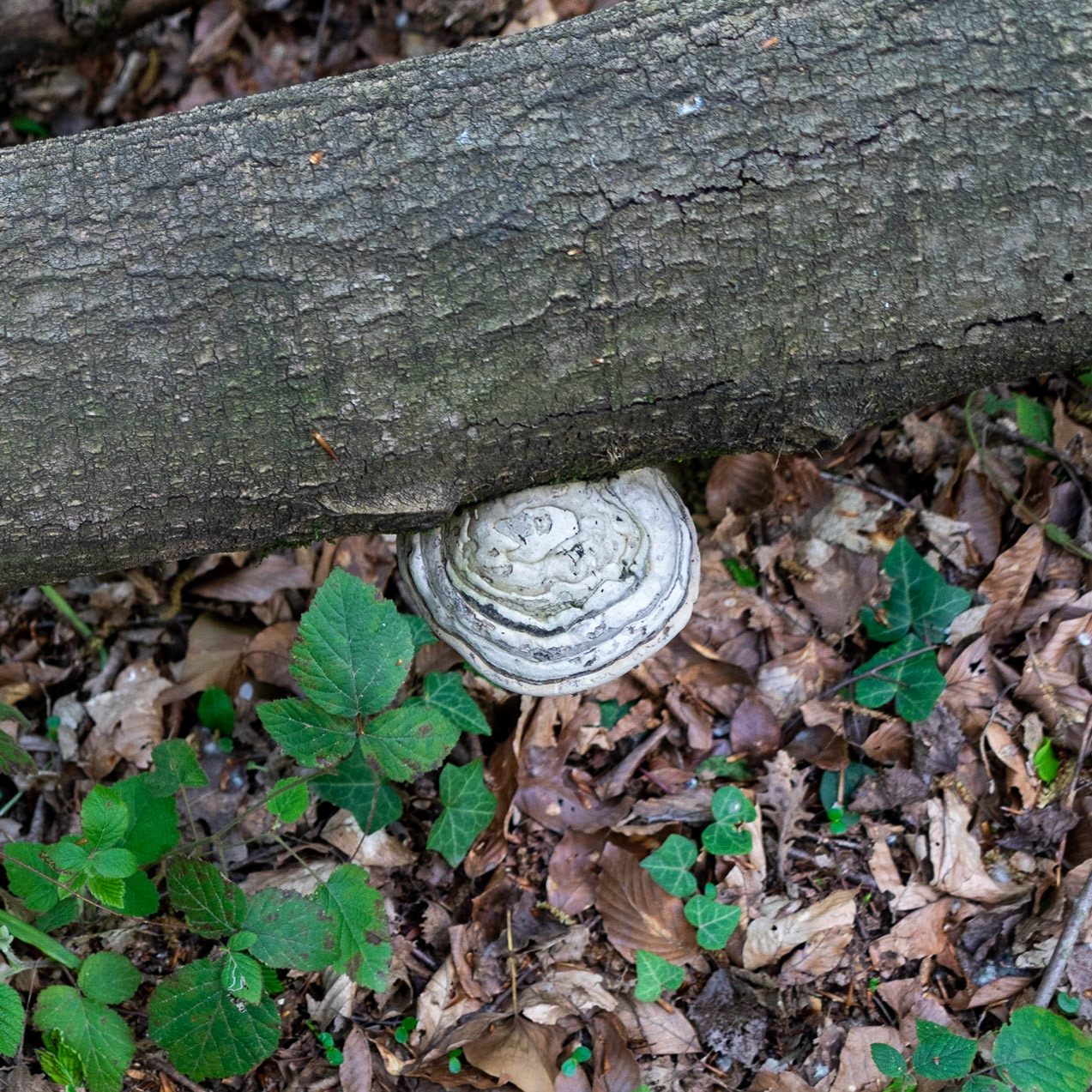 Polonezköy SW forest: silvery wood fungus