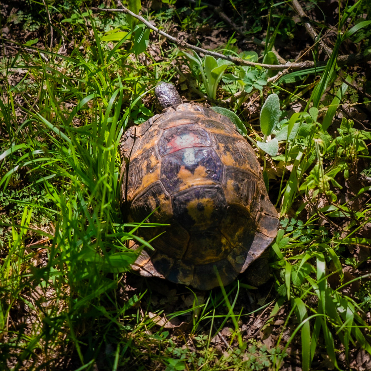 Ezili forest: tortoise