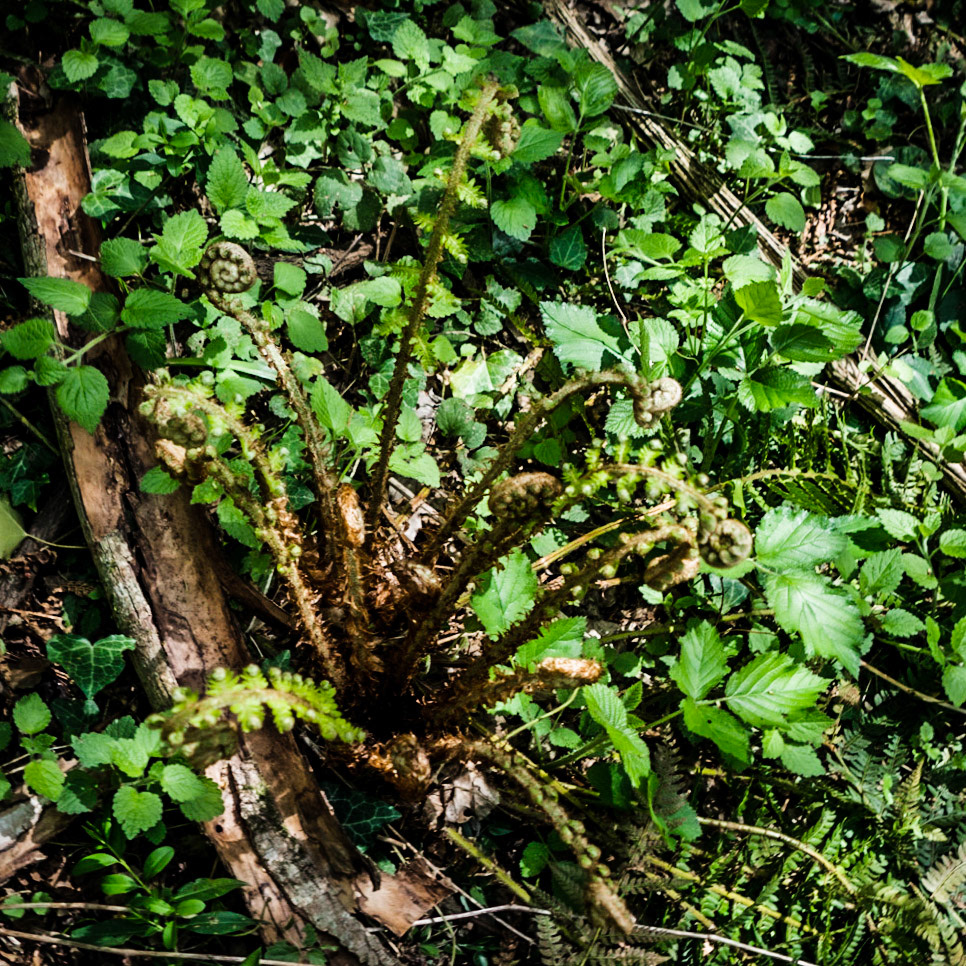 Polonezköy SW forest: young bracken