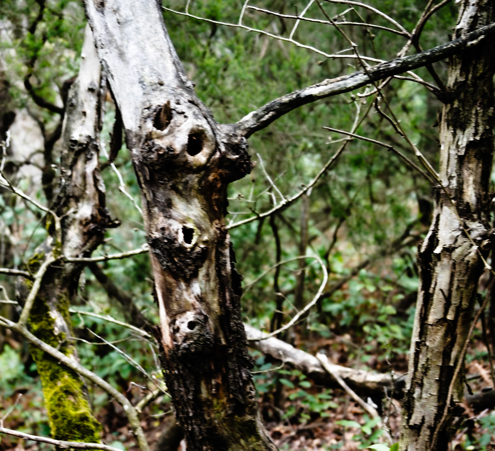 Dereseki forest traverse: tree knots