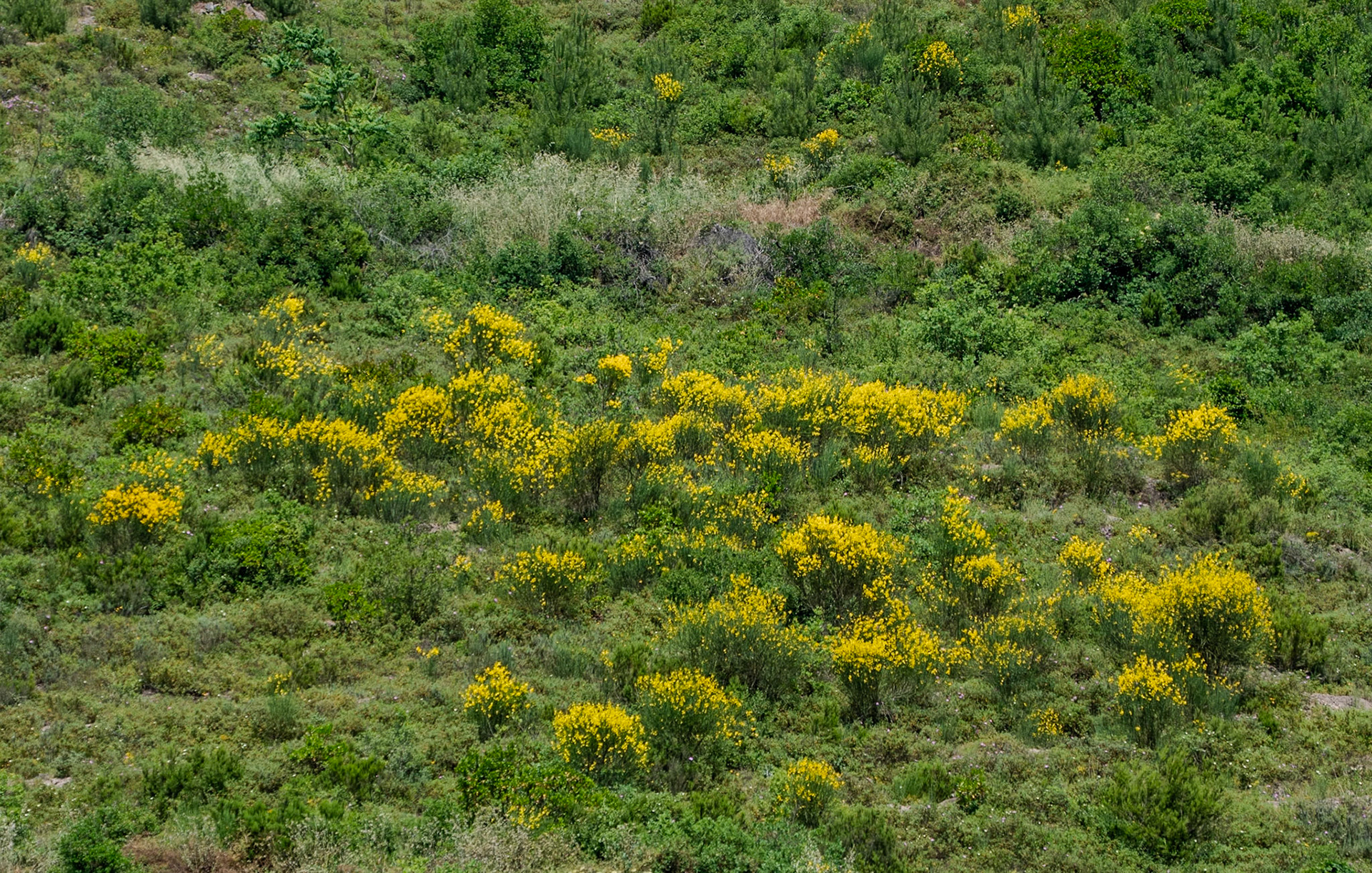 Değirmendere valley: furze in flower