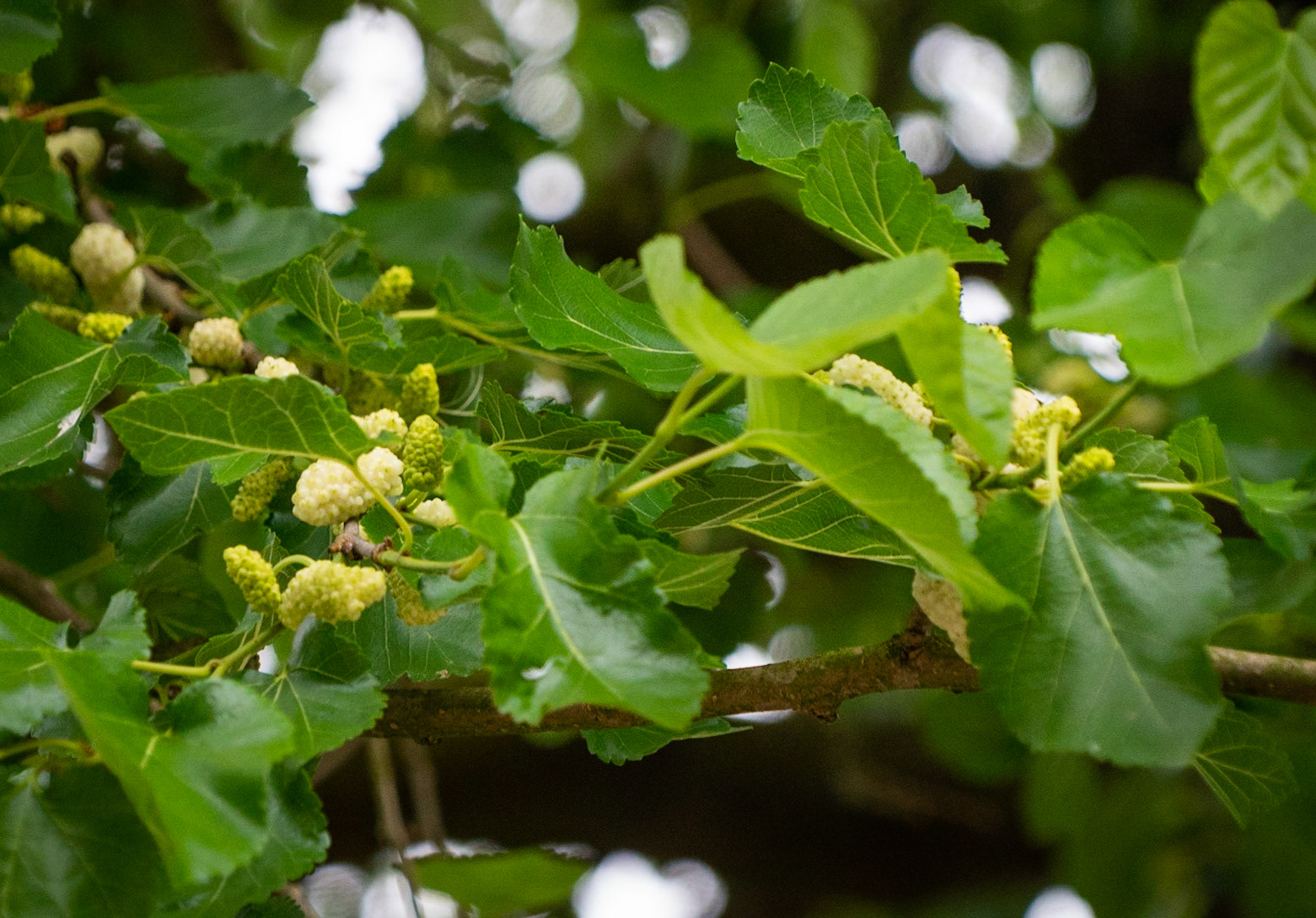 Hasanlı: mulberry tree in fruit