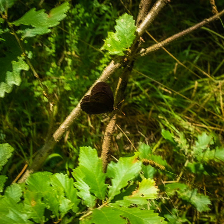Kanlı forest: moth
