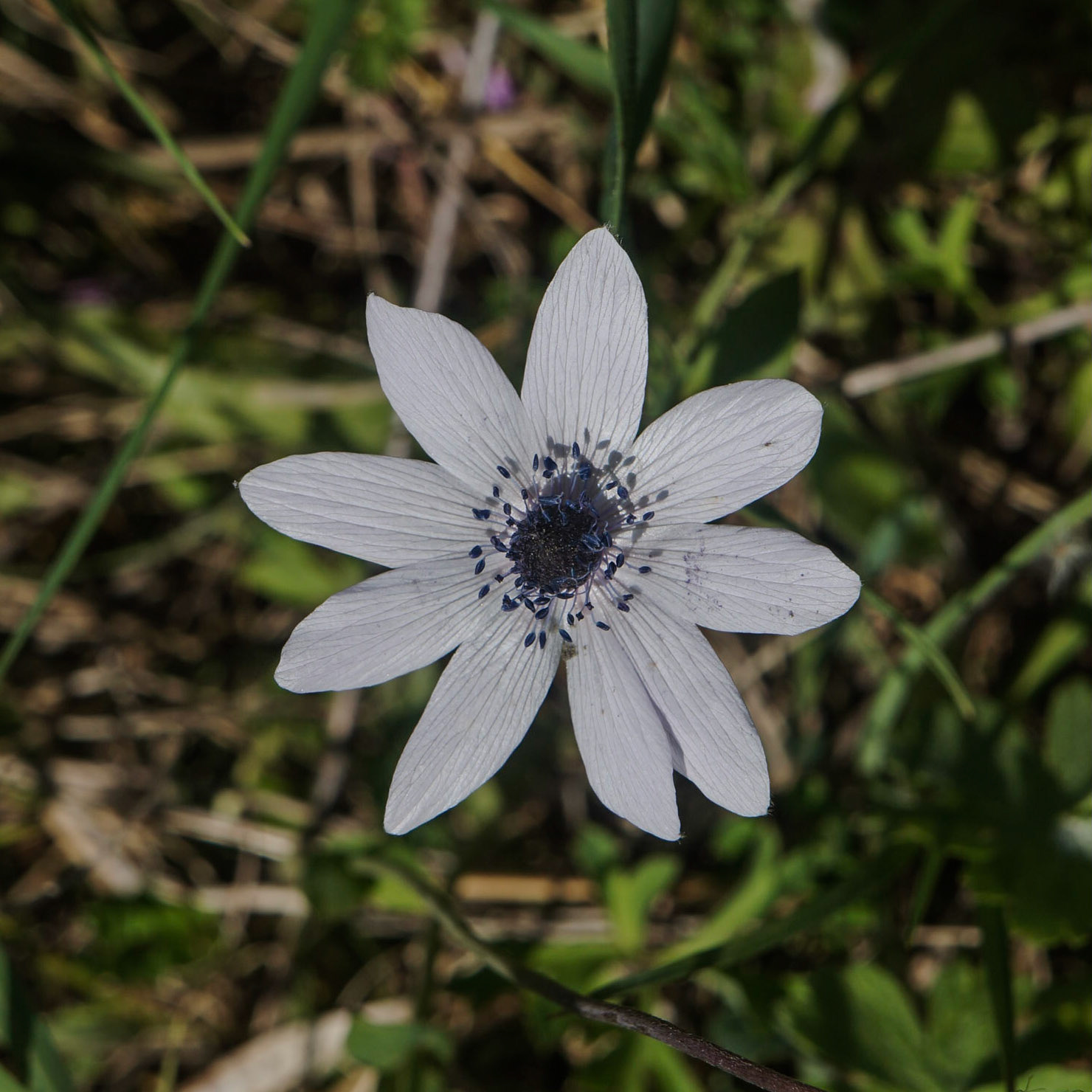 Küçükçekmece western lakeside: white flower (broad-leaved anemone / gülâle)