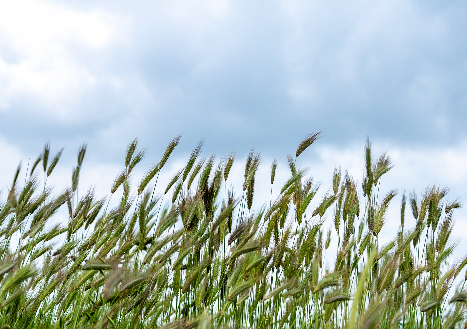 between Filiboz Ottoman quarry and poppy meadow: grass in seed
