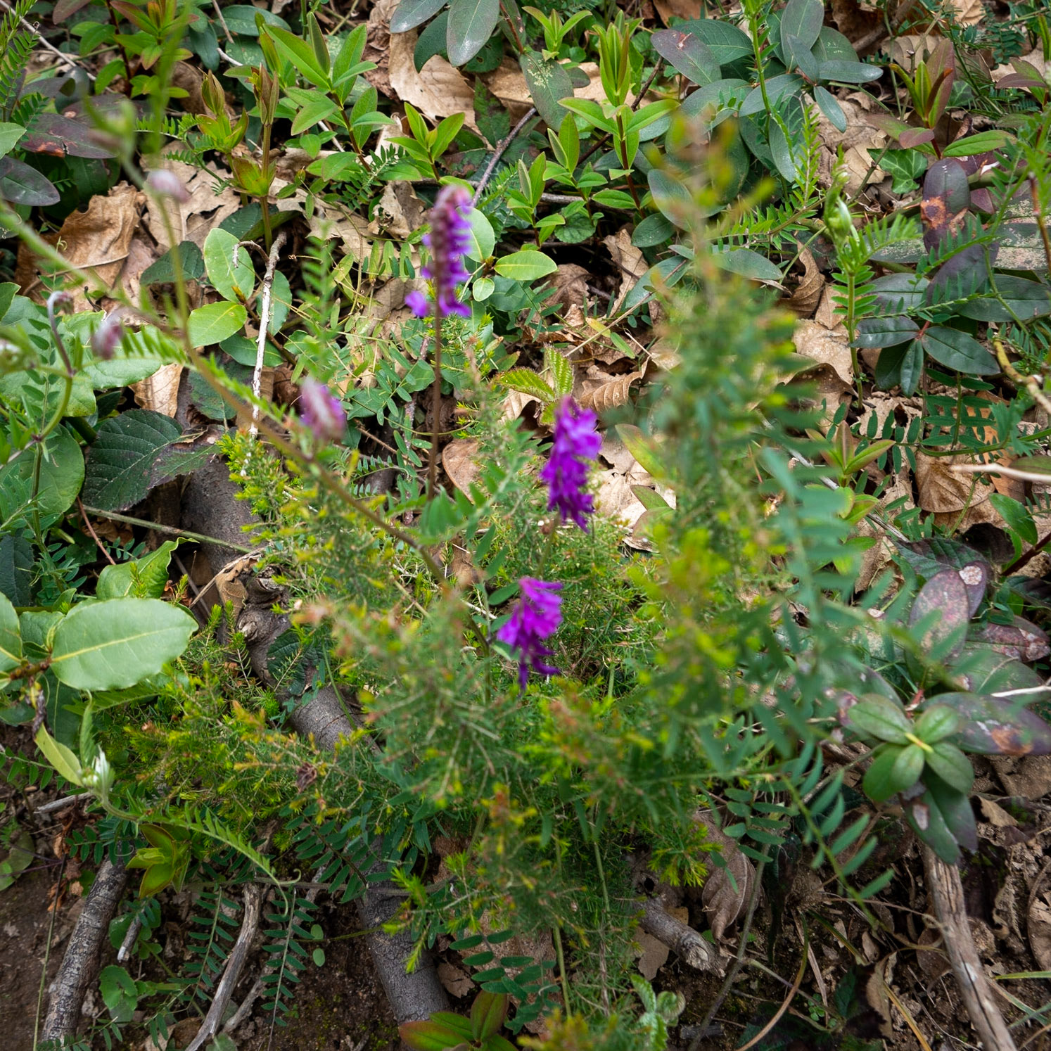 Paşamandıra woodland: pink flowers
