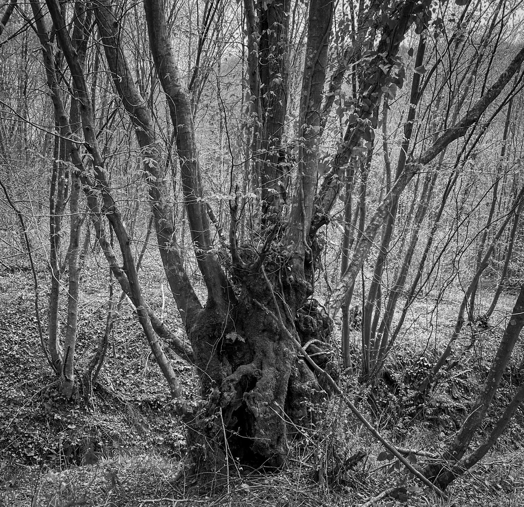 Deǧirmen’s western tributary stream valley: a venerable tree