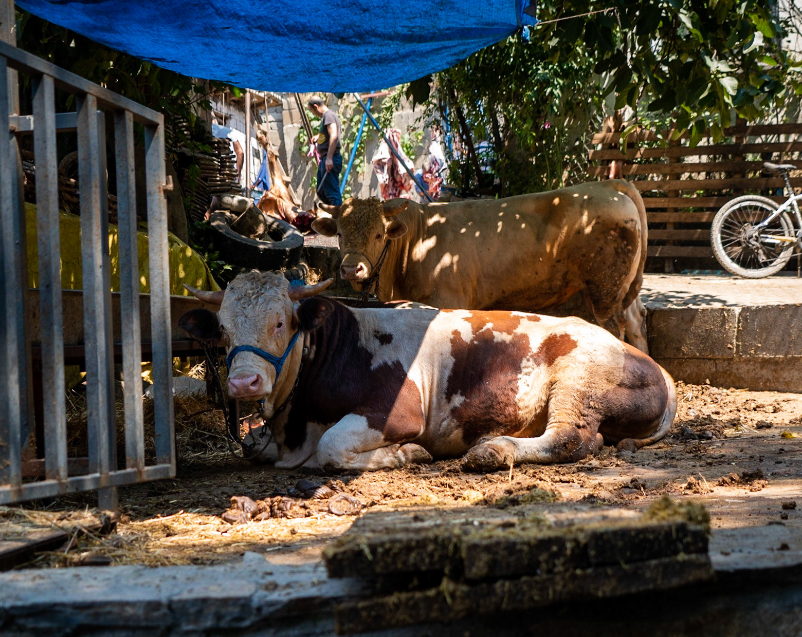 Cebeci: sacrificial animals with the slaughtering place behind